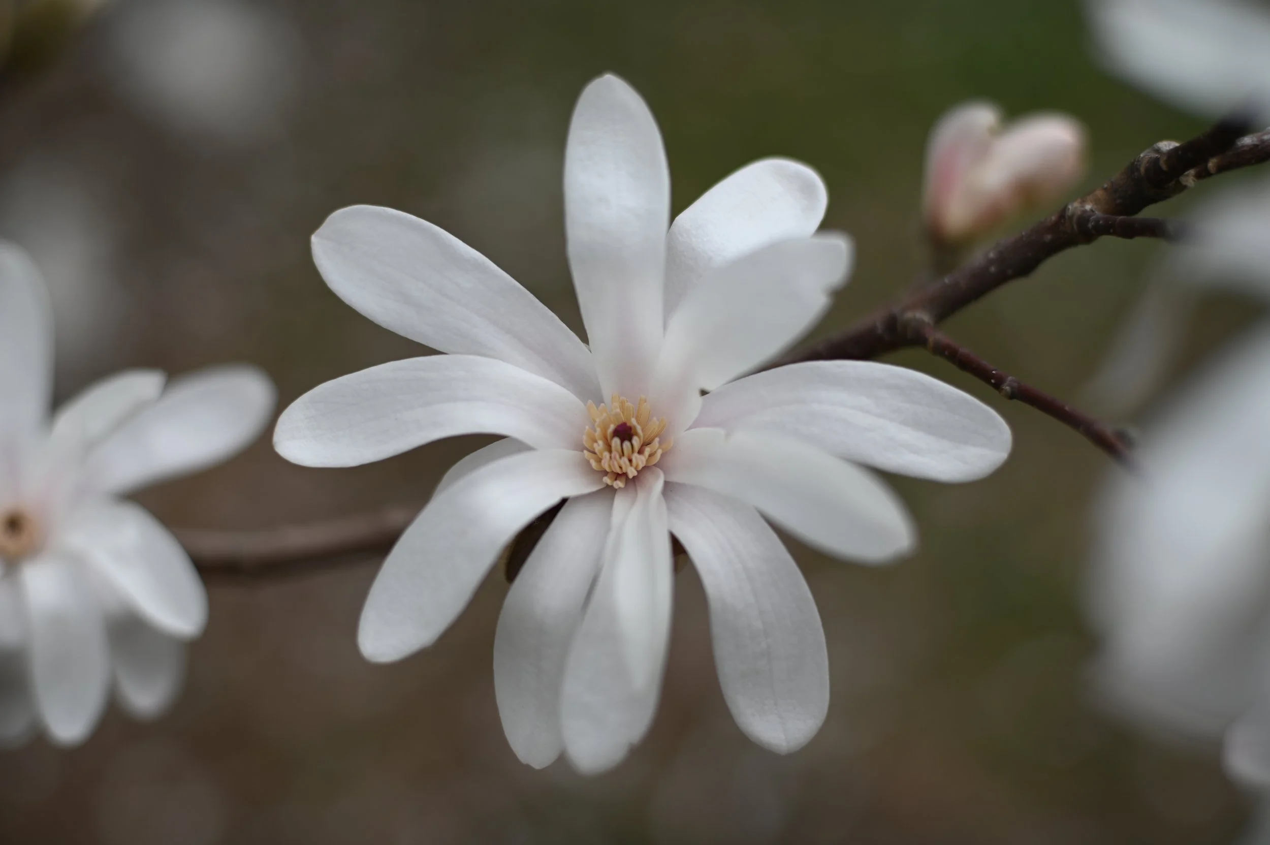 Spring. Star Magnolia in the afternoon, waiting for the soft touch of light as the day quiets down while the season is in full bloom.