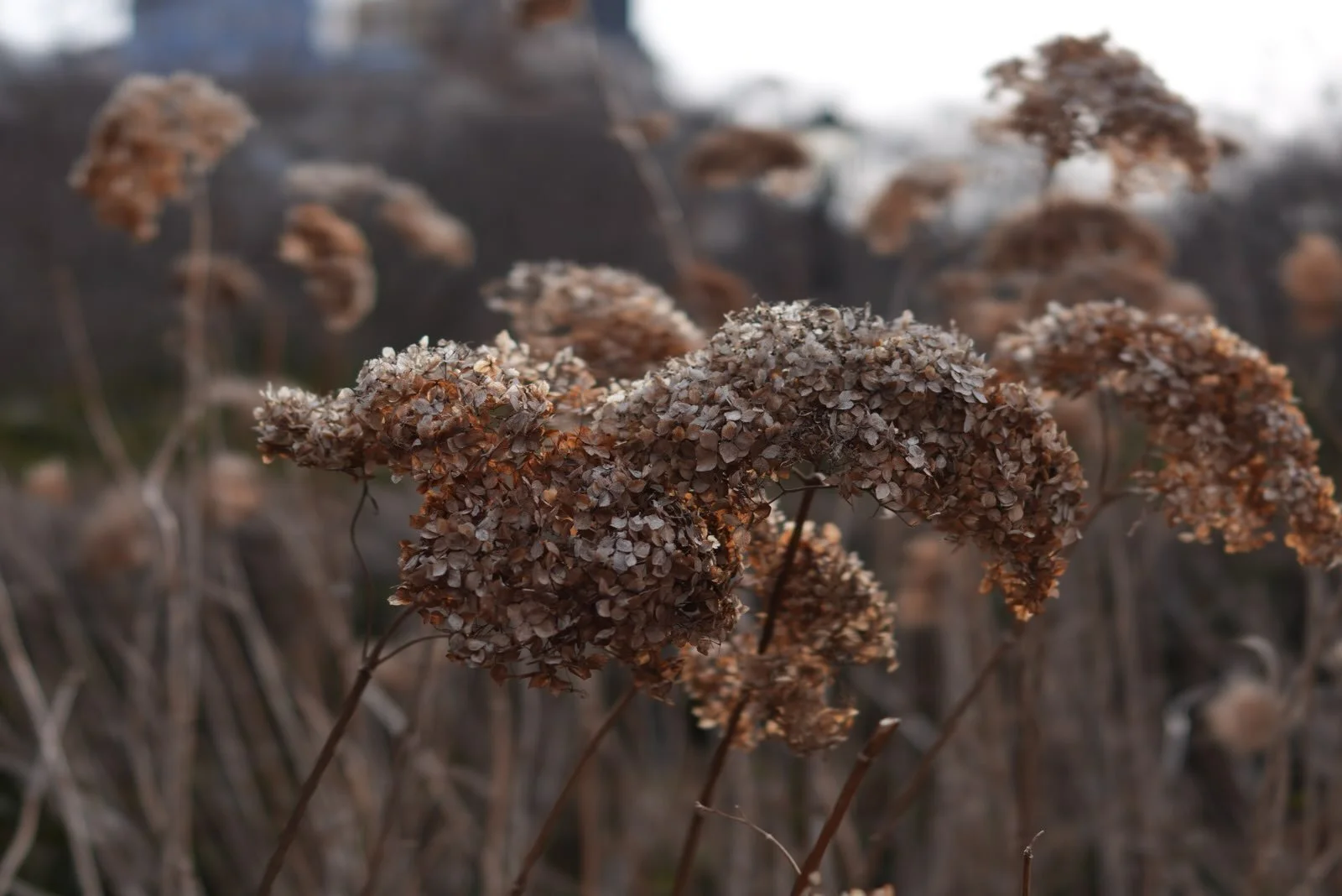 Hydrangea. Central Park during winter, hydrangeas in the afternoon light. Many petals and layers and feelings in the color, and a different world when you touch them.