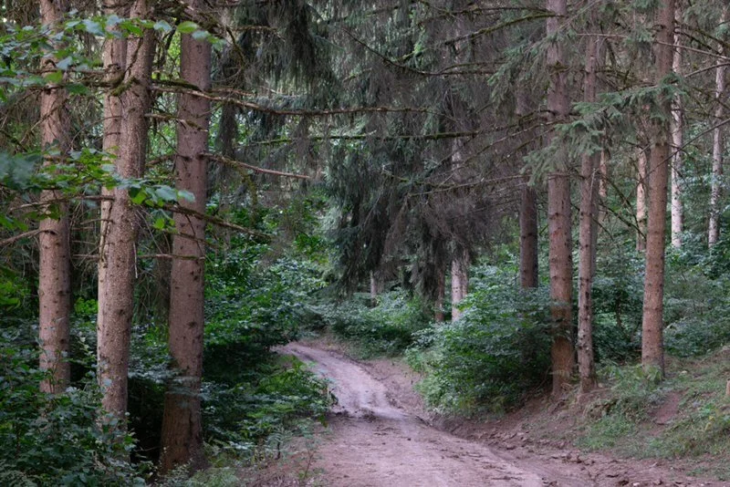 Kelardasht. In the woods of Kelardasht in the evening, right before dusk. Peaceful and quiet, there is life in the crevices, in the shadows and corners at blue hour. This photo was taken using long exposure.