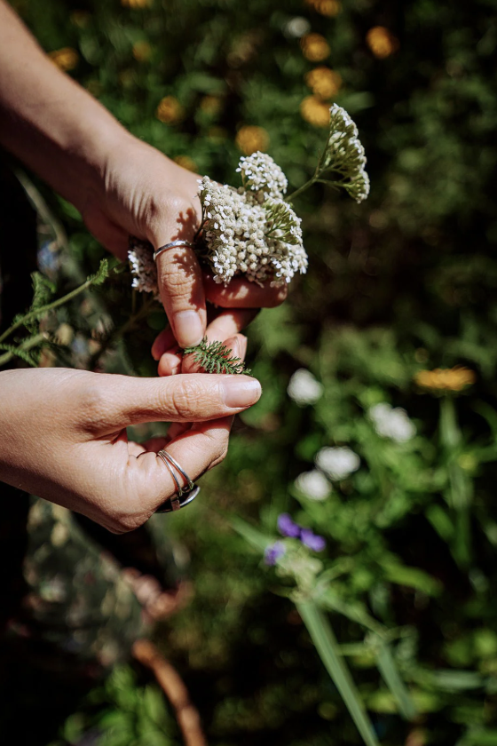 Coastal Medicinal Plant Walk 