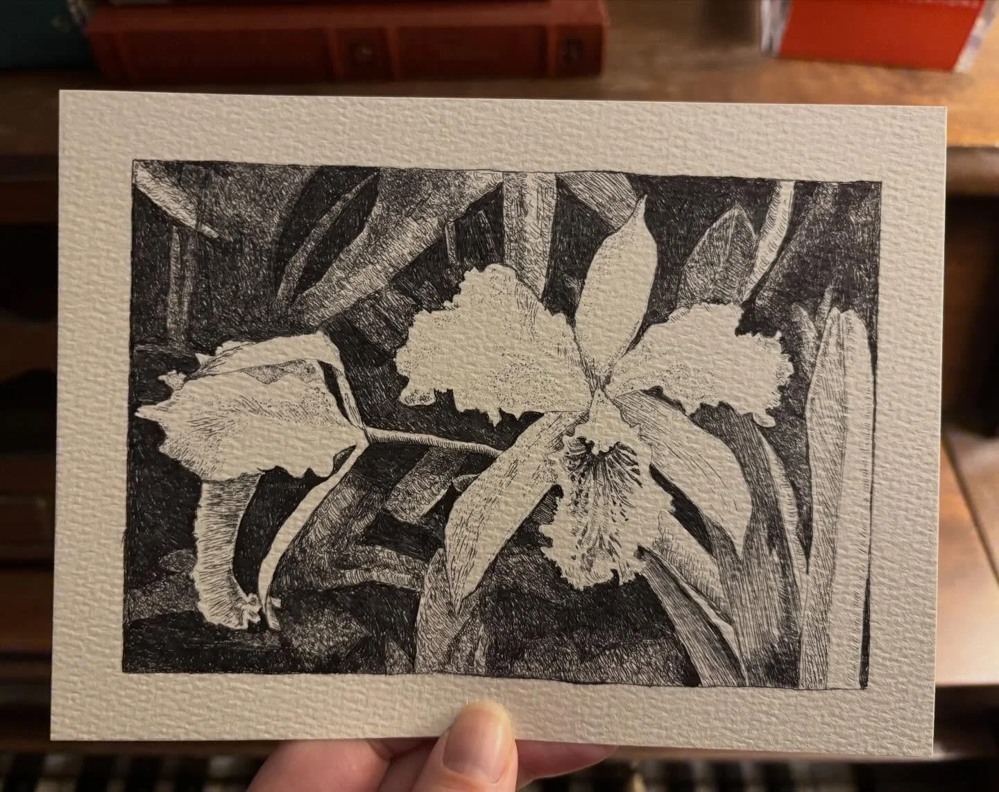 &ldquo;Cattleya mossiae&rdquo;, national flower of Venezuela.