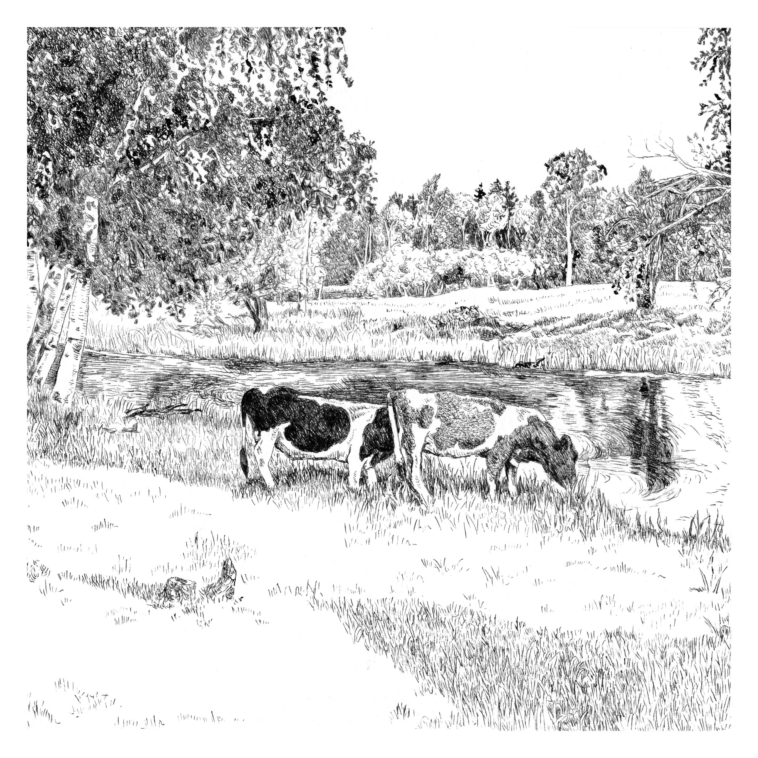 CattleOn1000Hills -smallborder.jpg