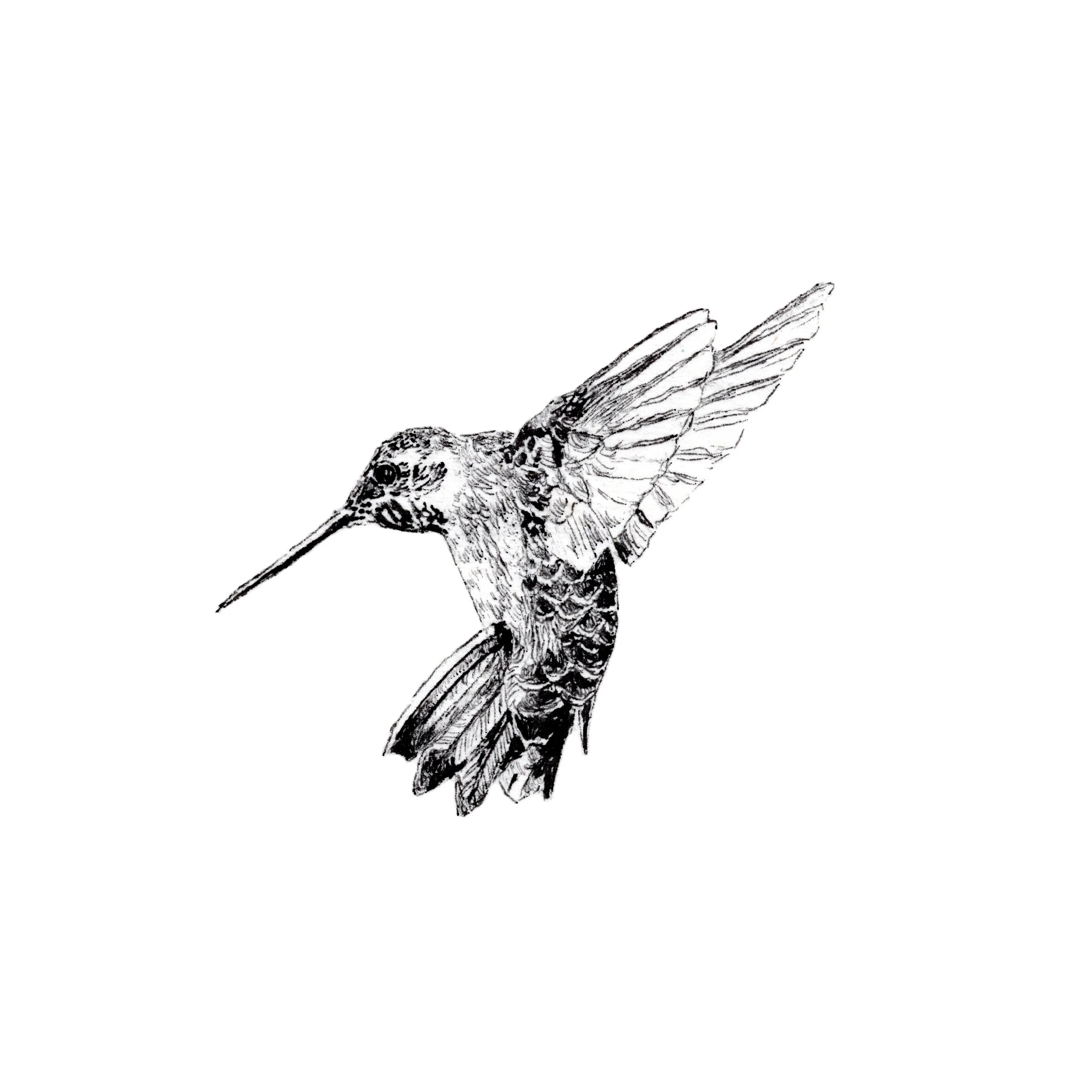 HummingbirdSquare.jpg