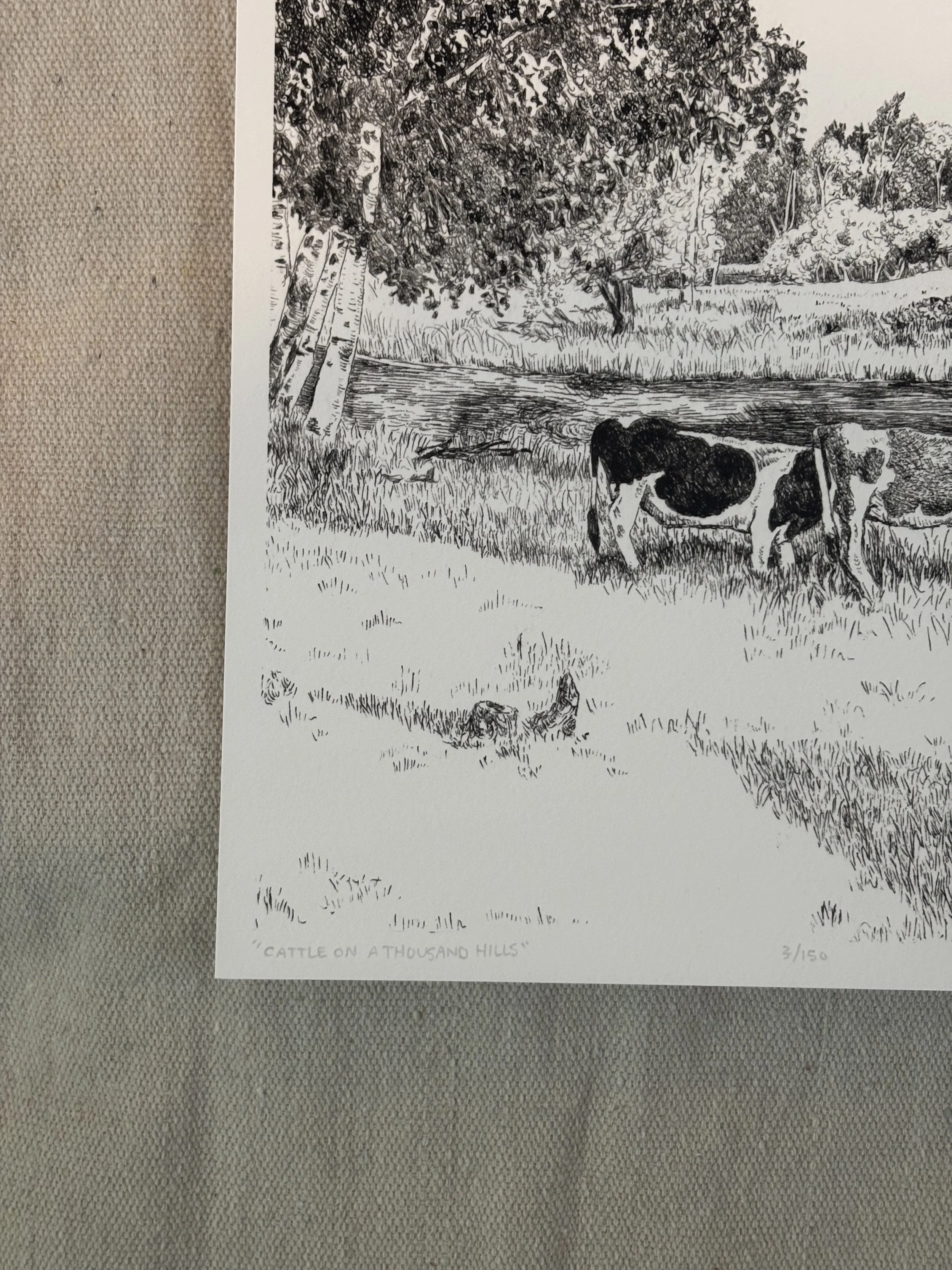 Cattlecloseup.jpeg