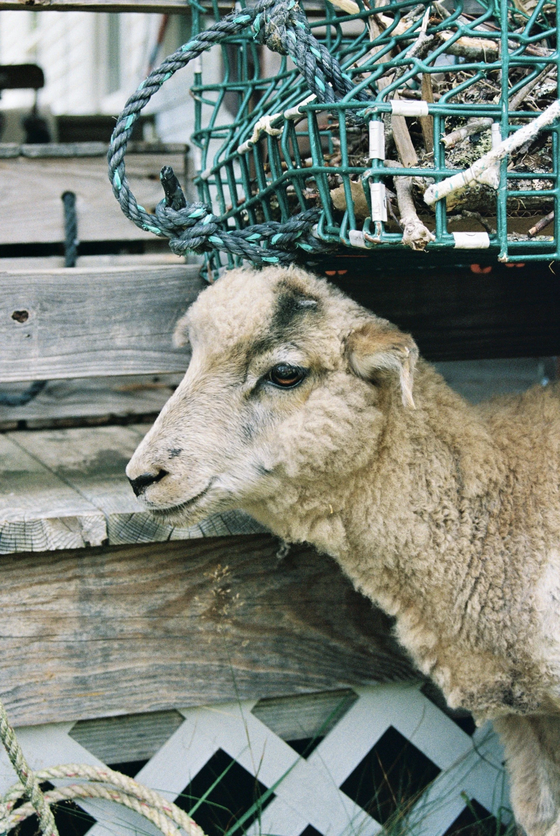 gs2106178985-R1-054-25A (1).jpeg