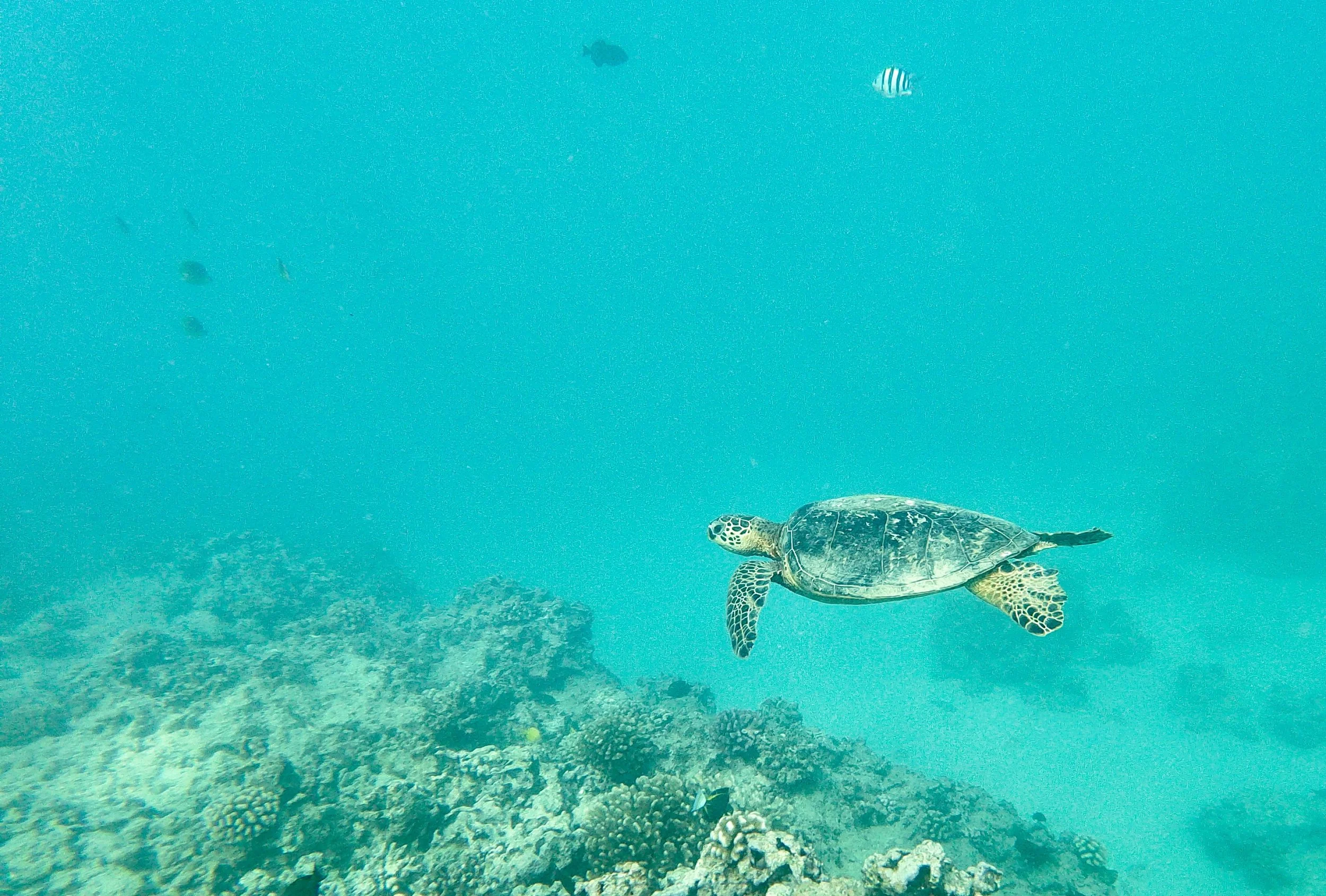 Turtle Following