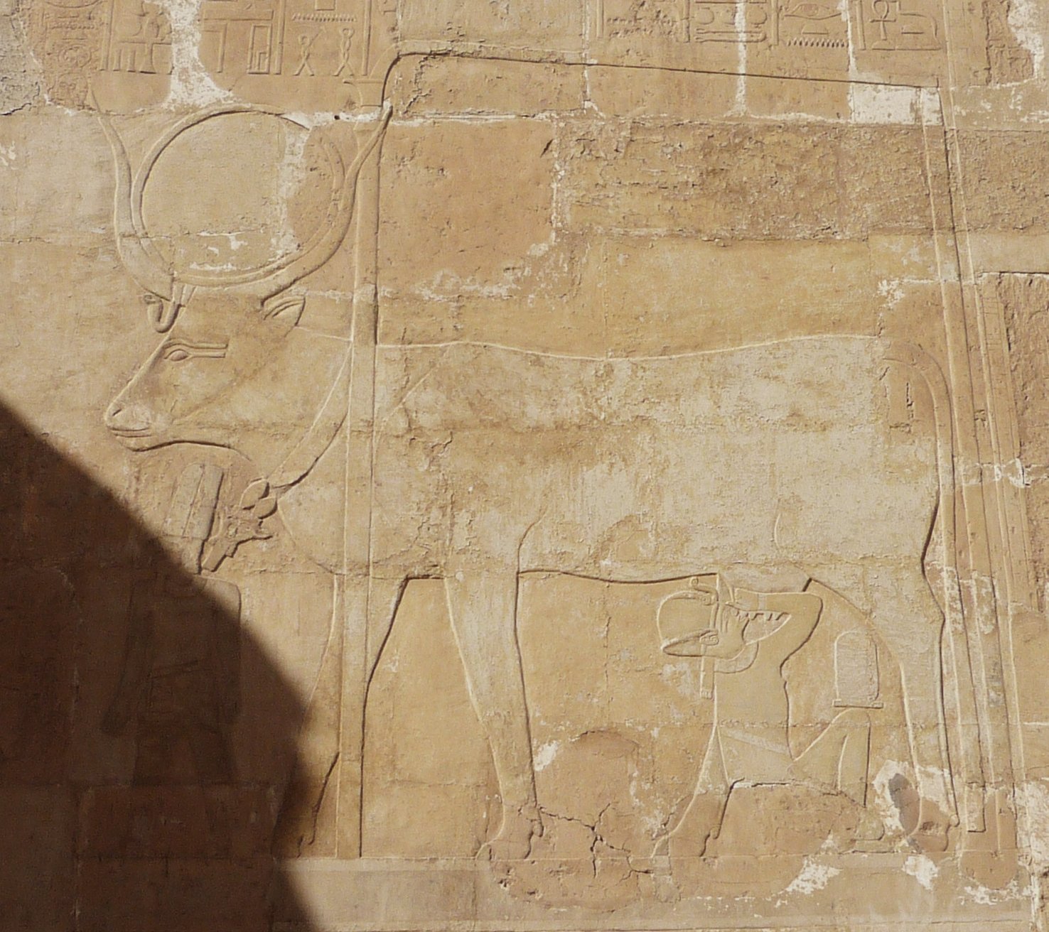 Figure 11. Hathor as a cow suckling Hatshepsut, a female pharaoh, at Hatshepsut's temple at Deir el-Bahari (15th century BC).