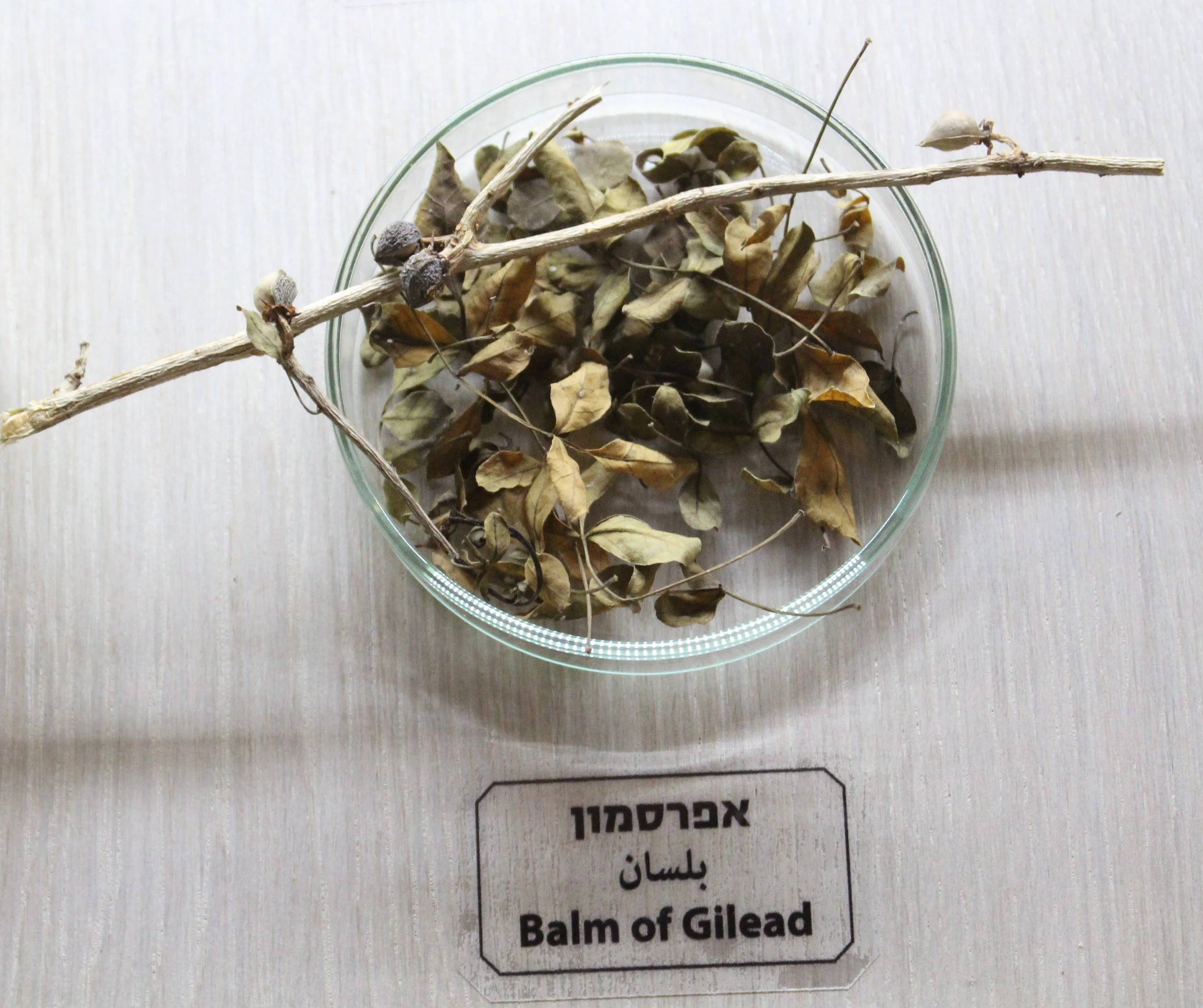 Figure 17. Plant considered to be the basis of the balm of Gilead, exhibition in Jerusalem.