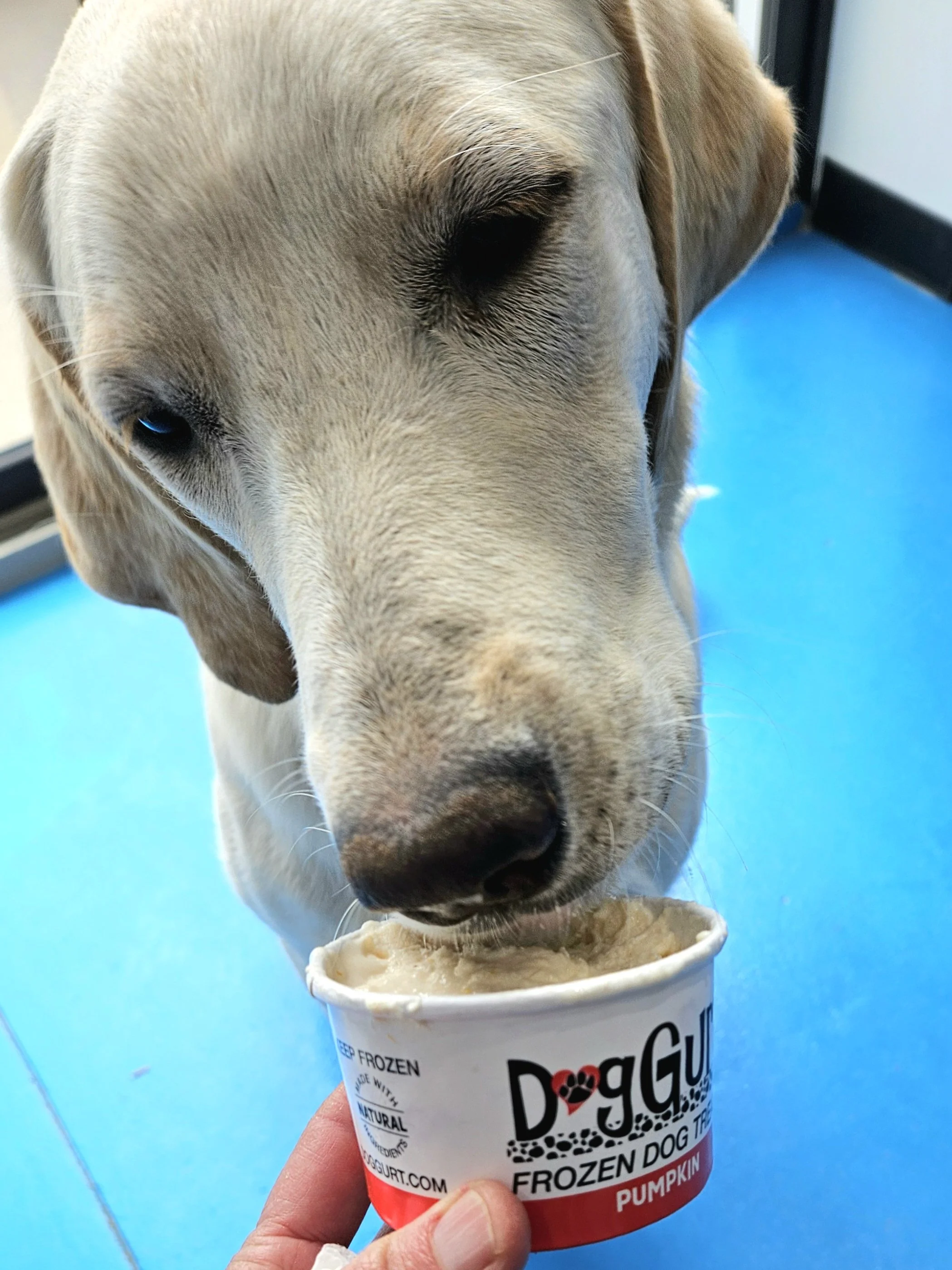 Dog enjoying doggie ice cream DogGurt