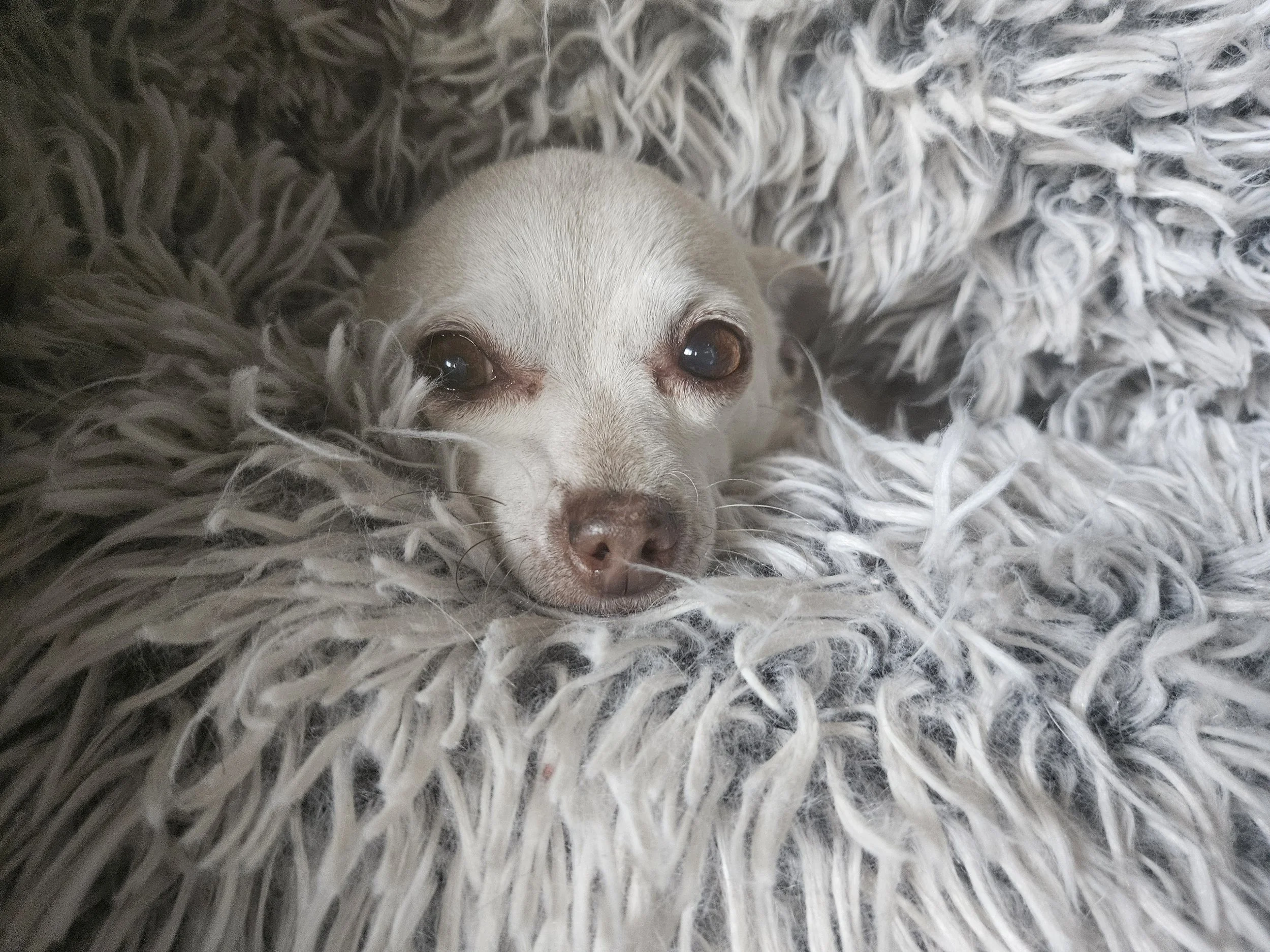 dog snuggled up