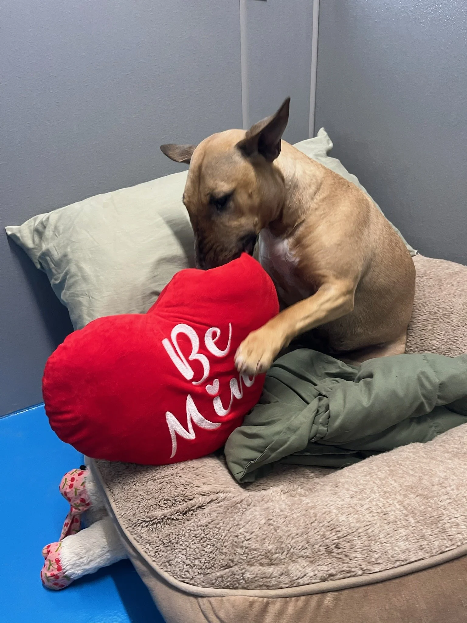dog snuggling a pillow