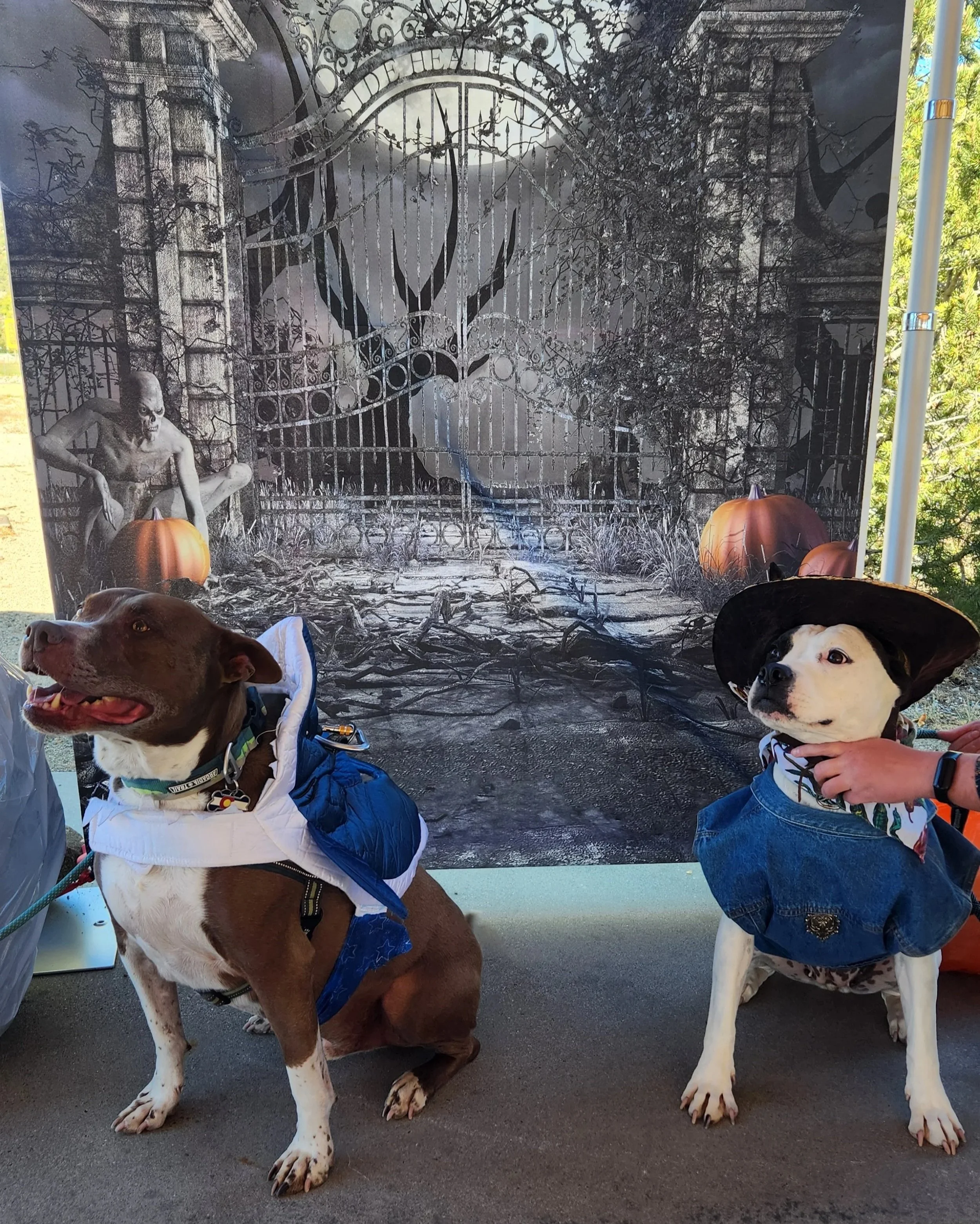 BV's Doggy Halloween Costume Contest & Fashion Show!