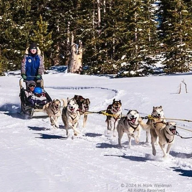 Dog Sledding, puppy training classes