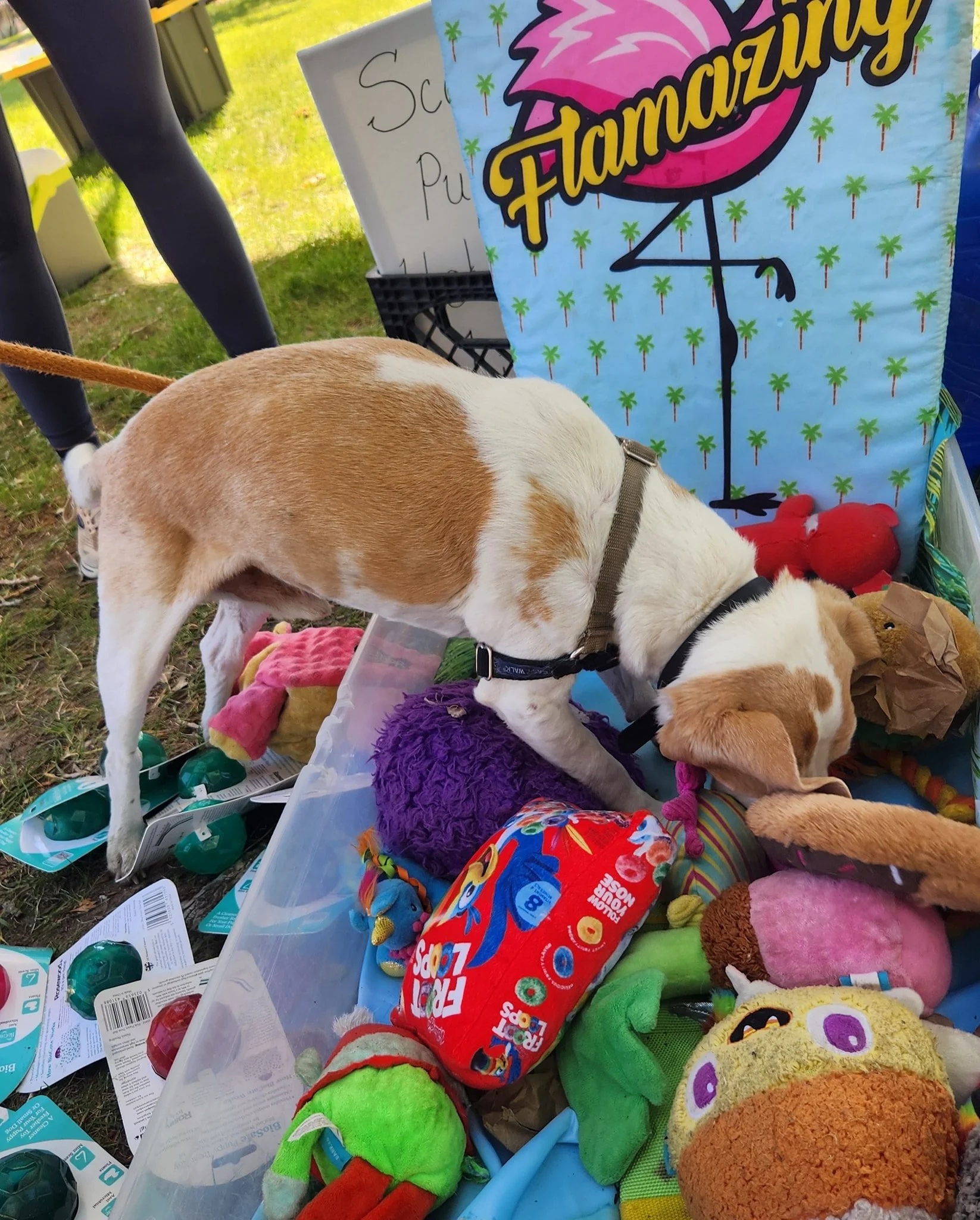 Dog enjoying a sniff box of toys