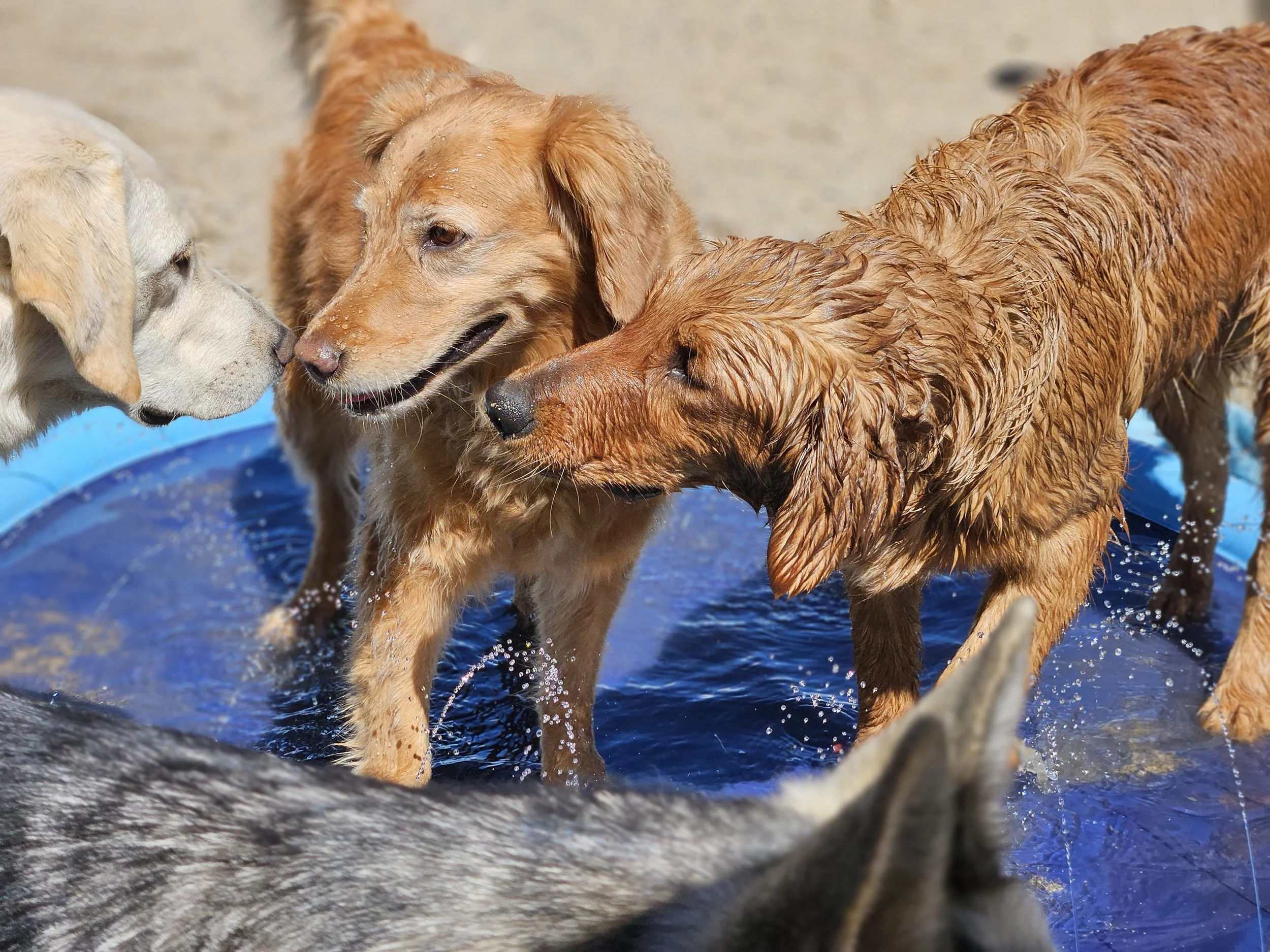 dogs splashing in water