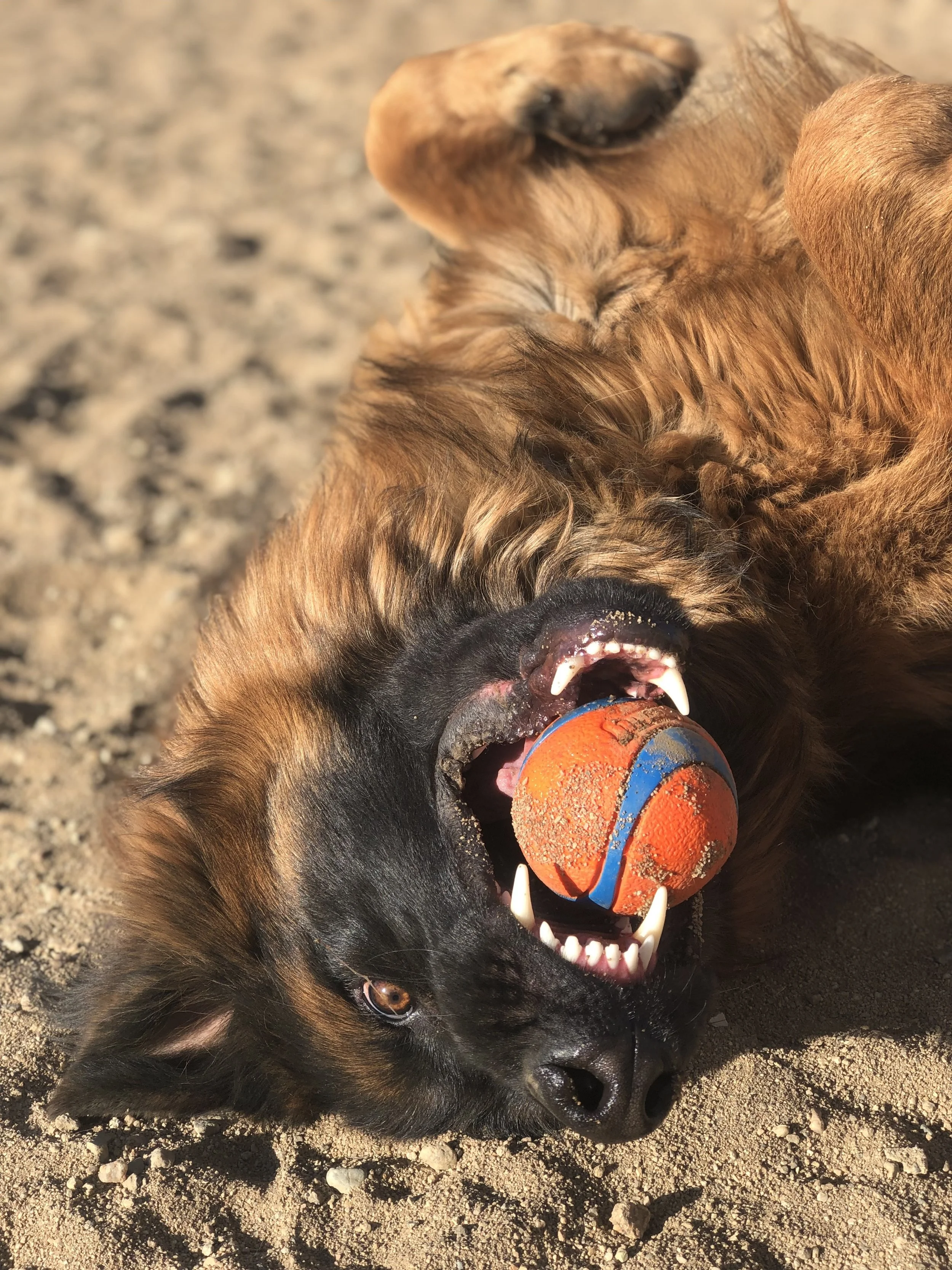 Shepherd dog upside-down with ball