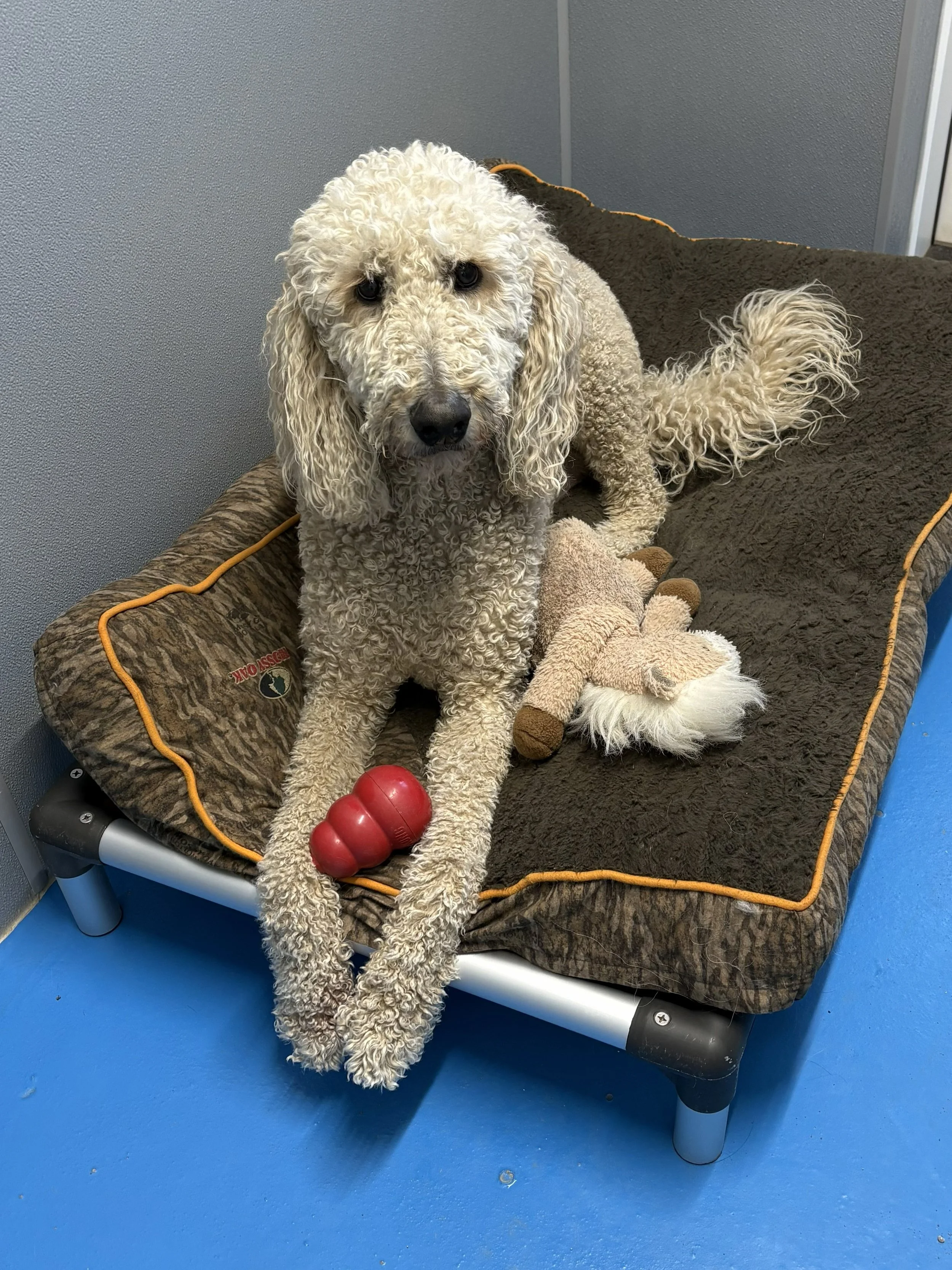 dog on bed with kong and toy