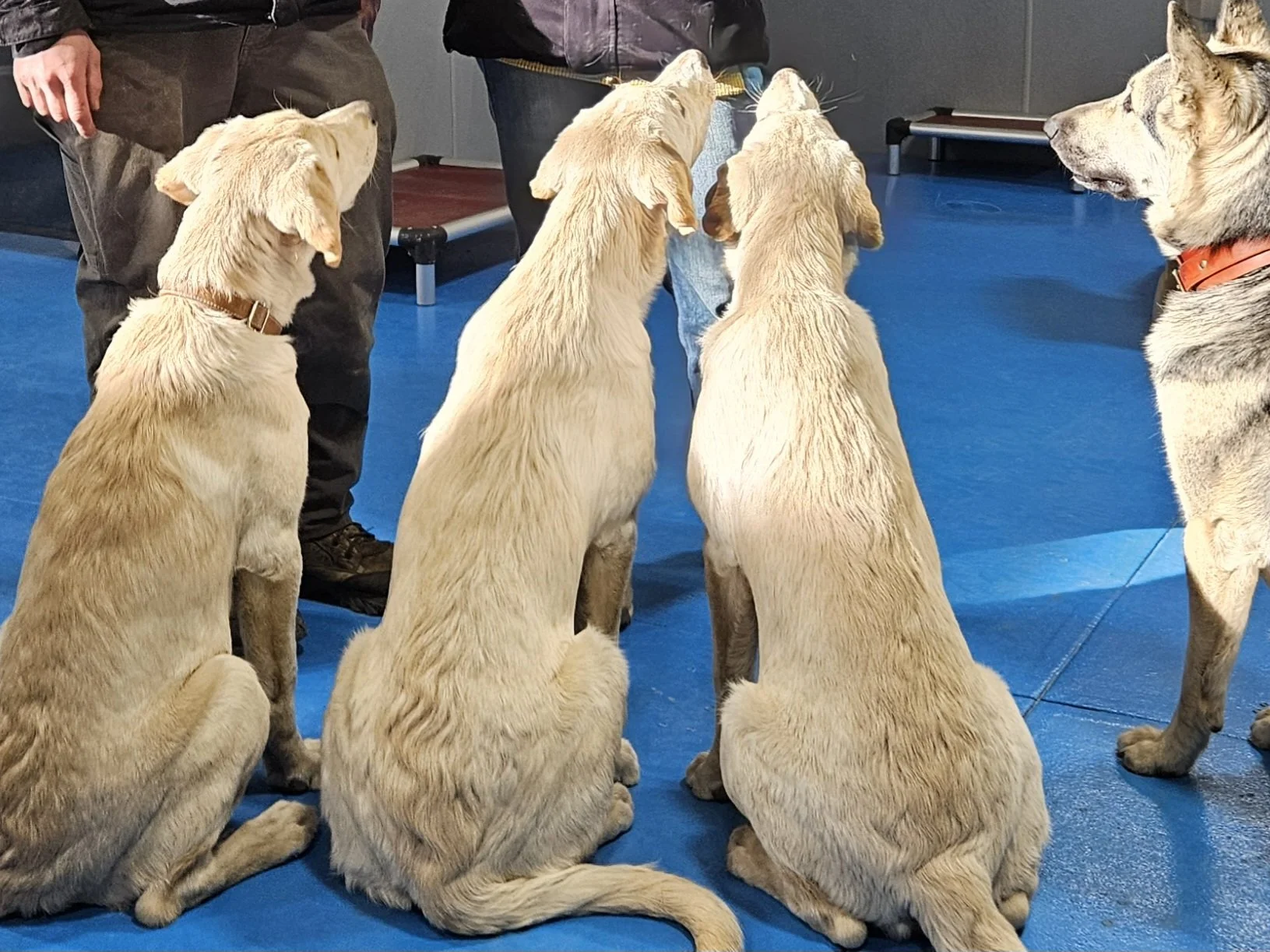 Dogs sitting for treats