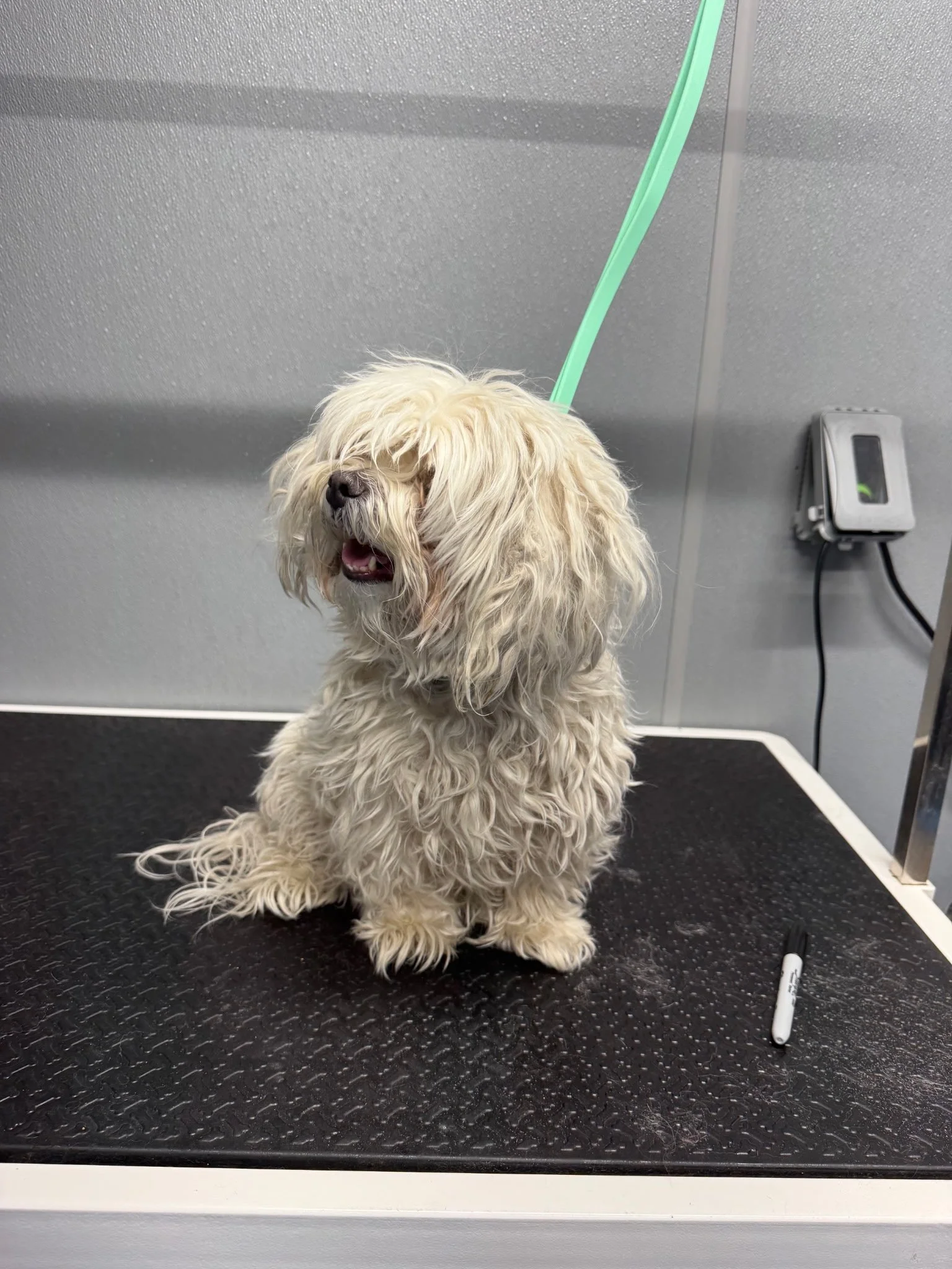 Shaggy before groom