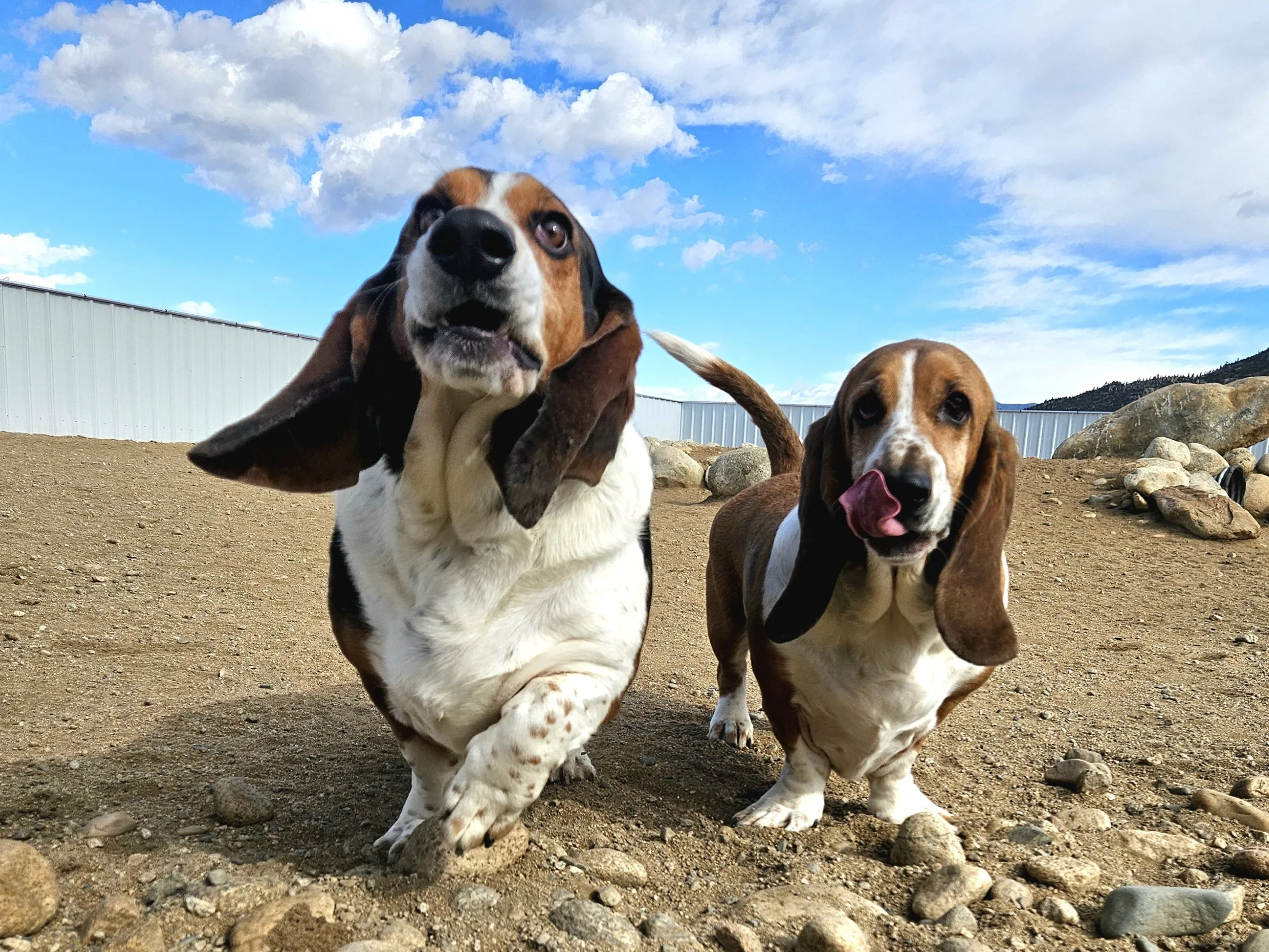 Two basset hounds out in the yard