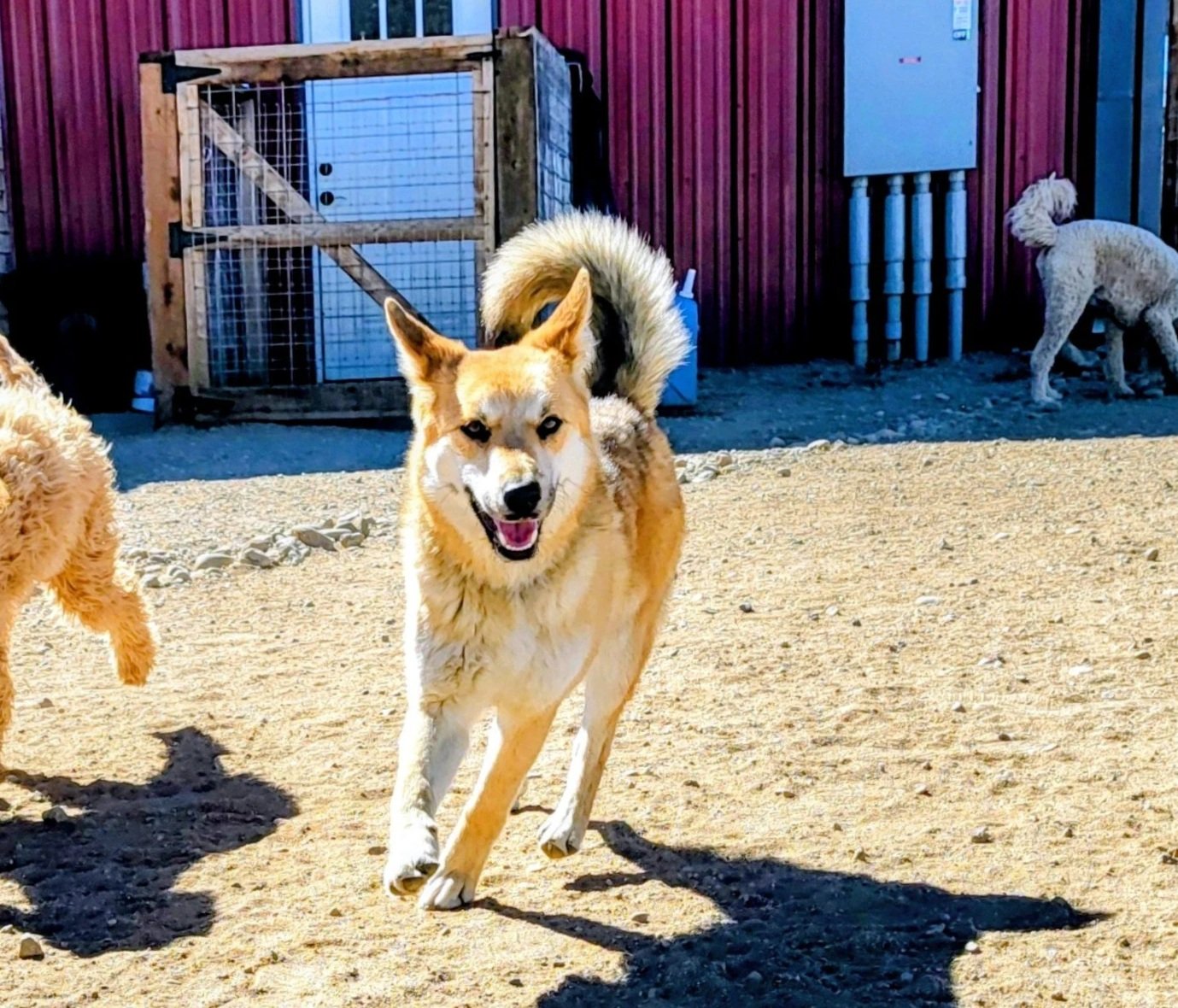 Adopted Swiper playing with friends