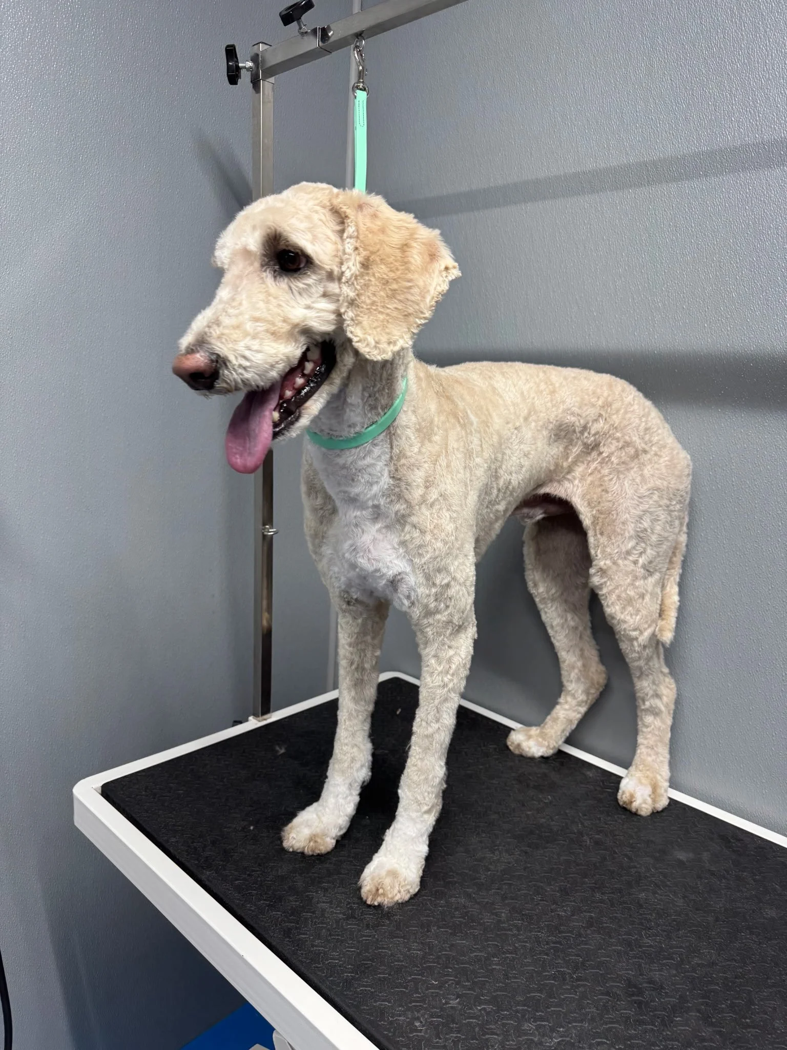 After groom pup all shaved