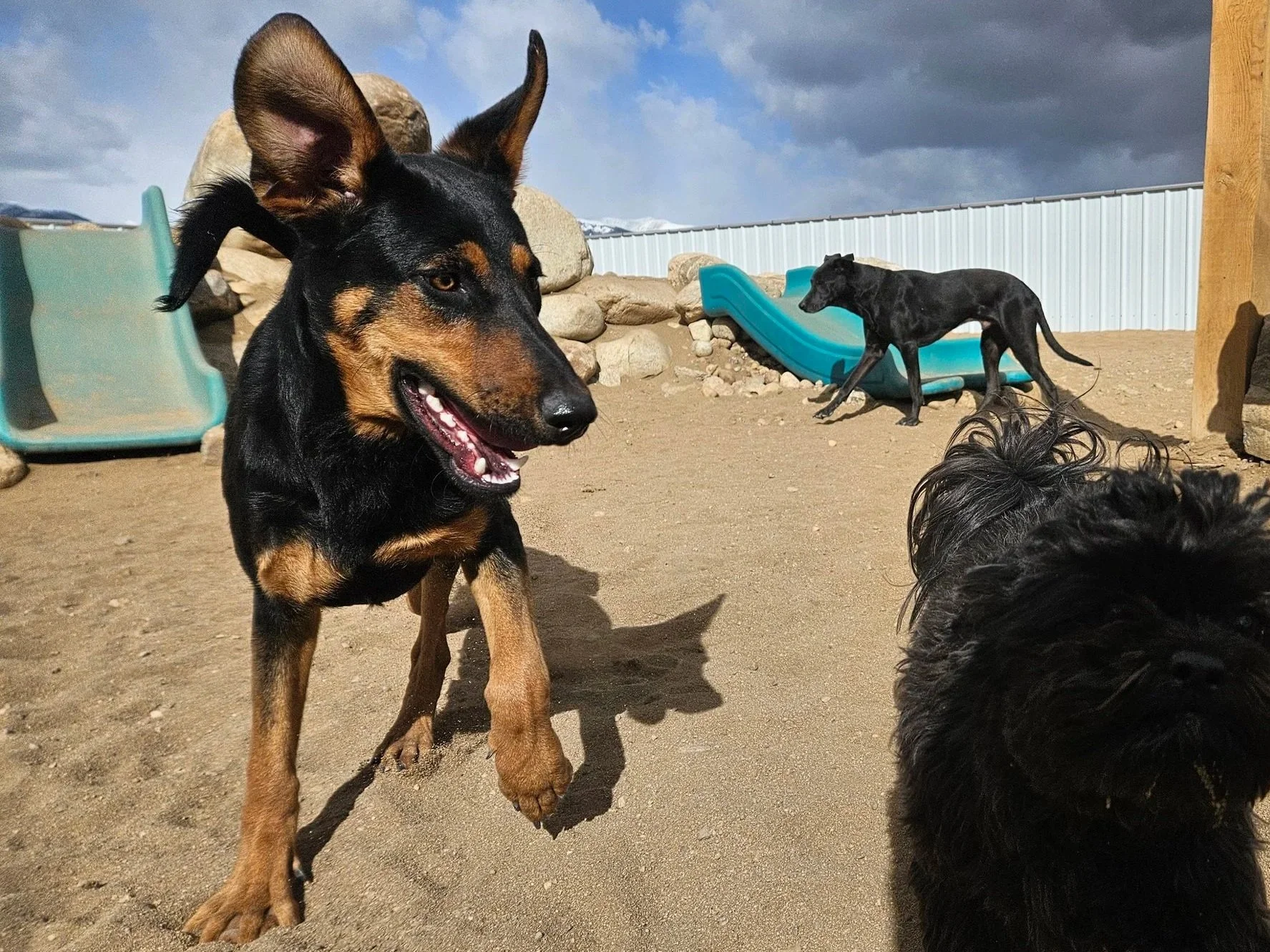 Puppy play in the yard