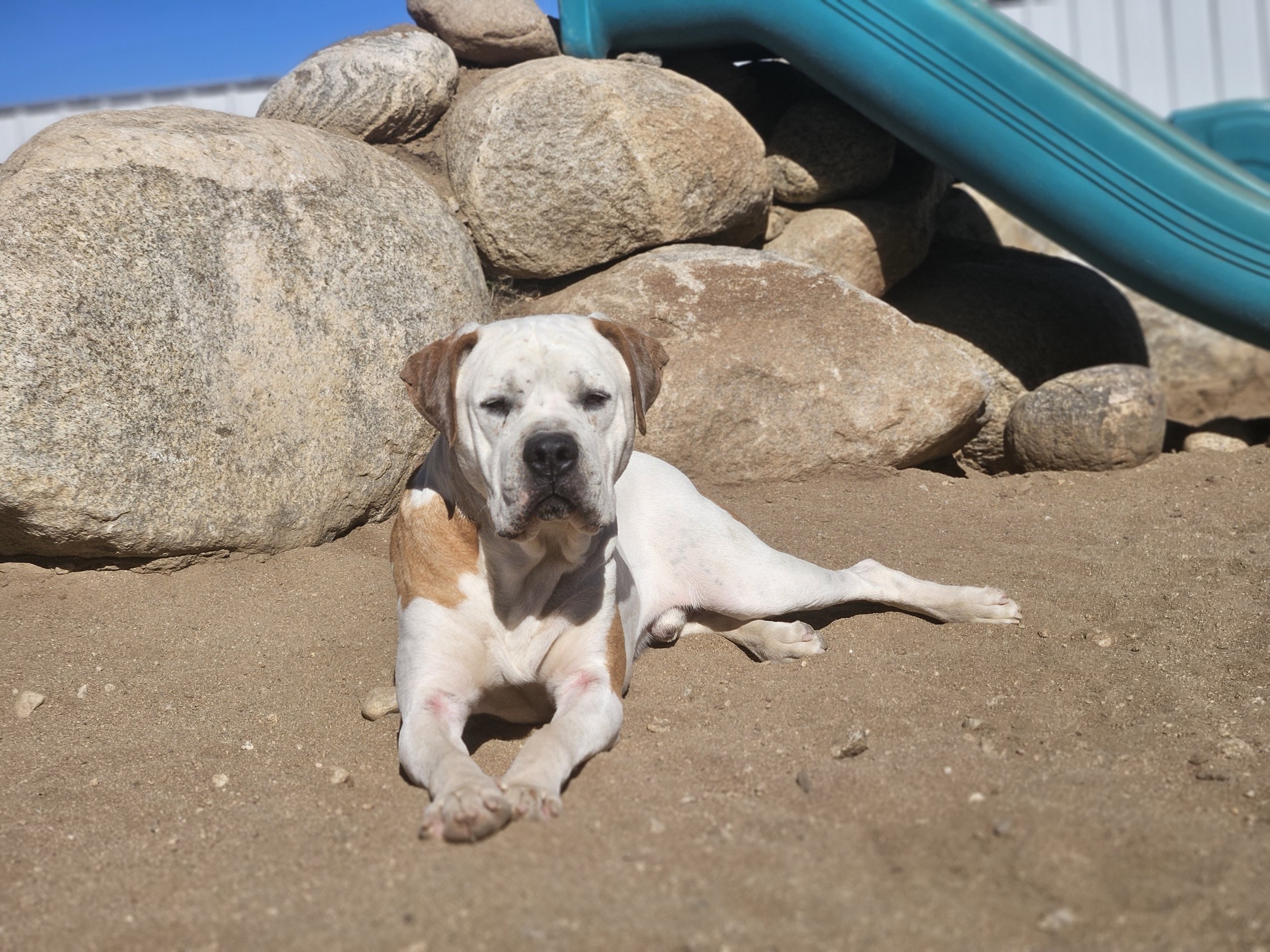 White and brown spot dog laying down chilling