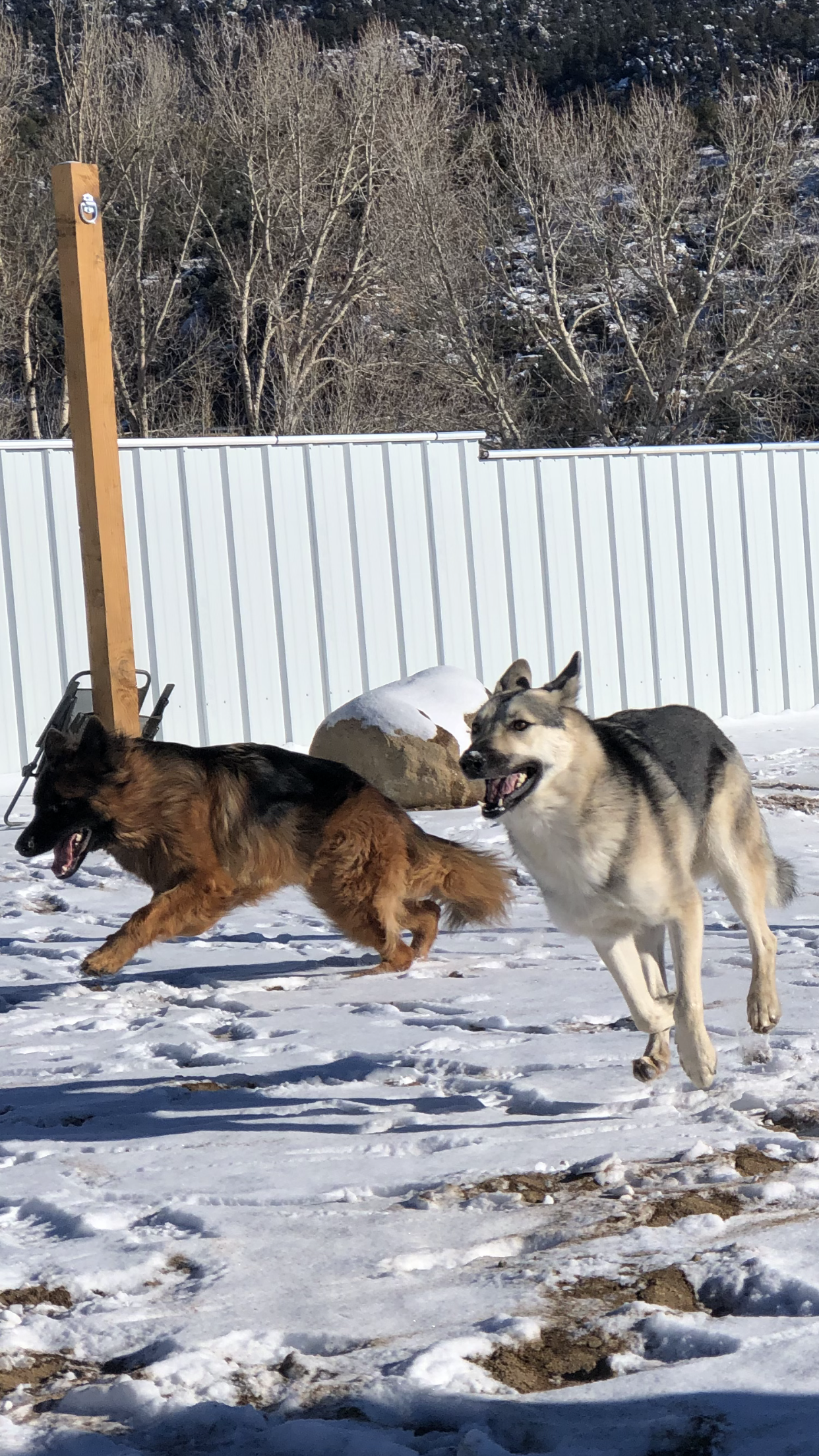 Ojai and Niko running