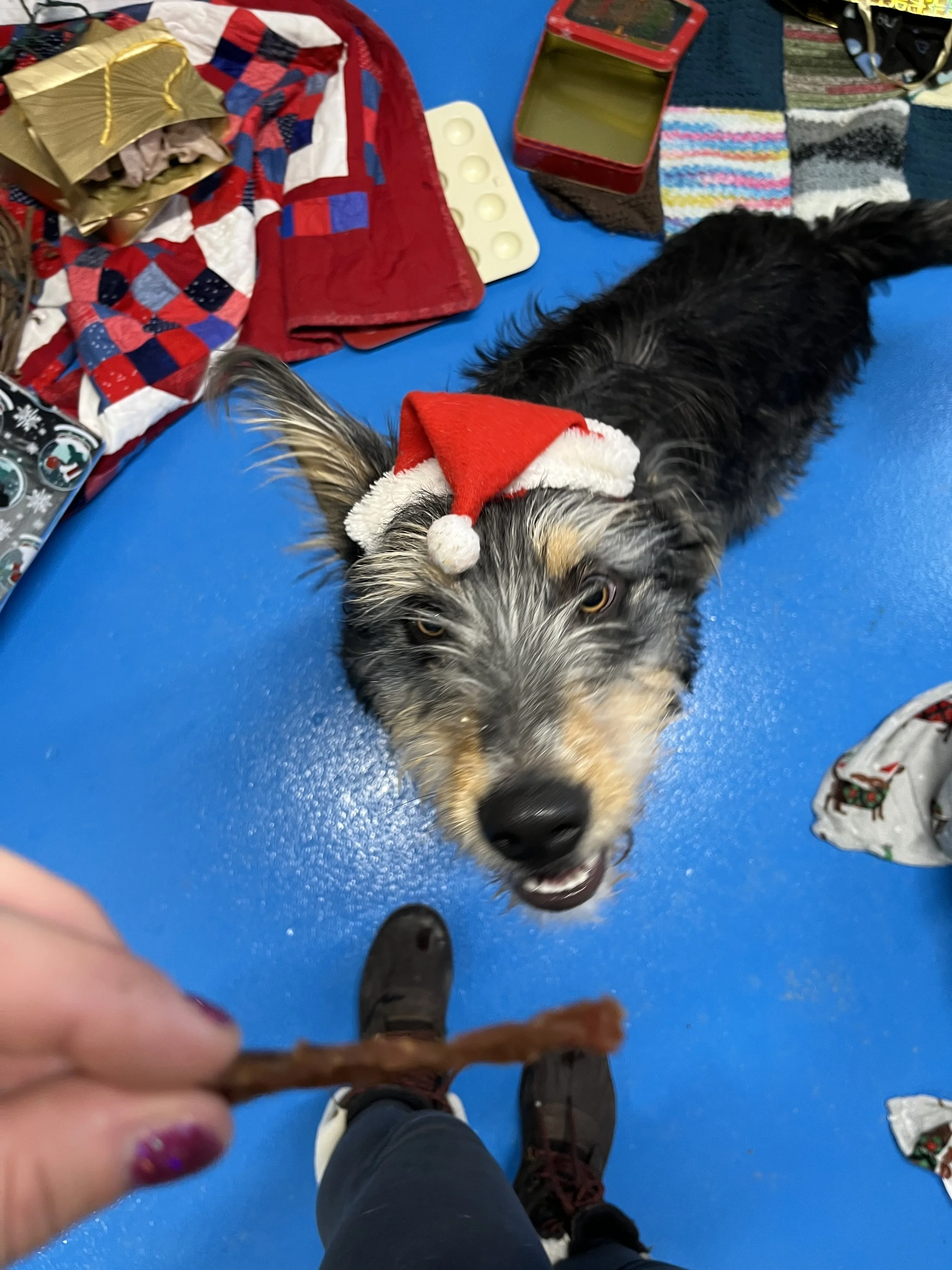 Dog in Christmas scent space waiting for treat