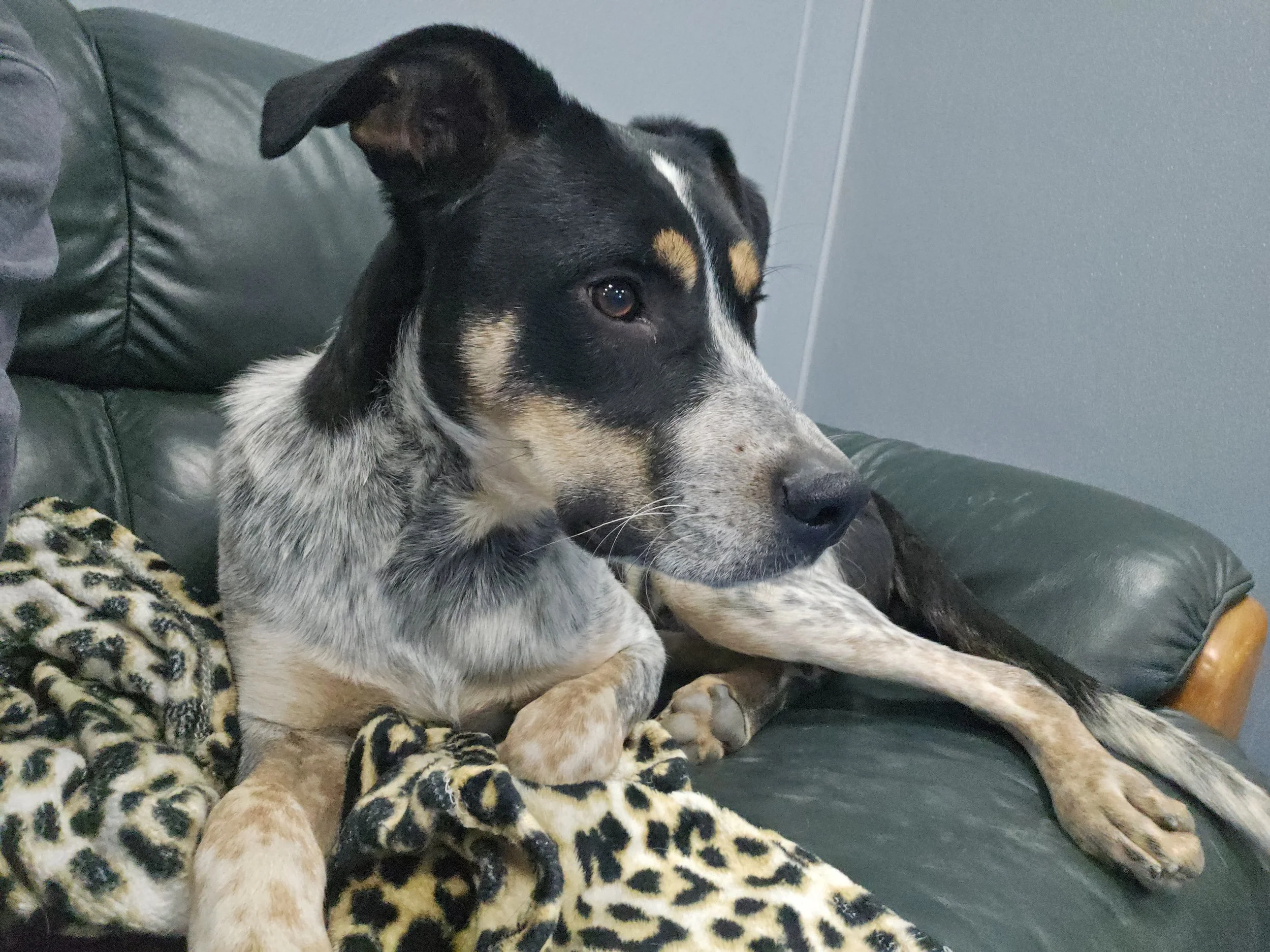 Dog relaxing on couch