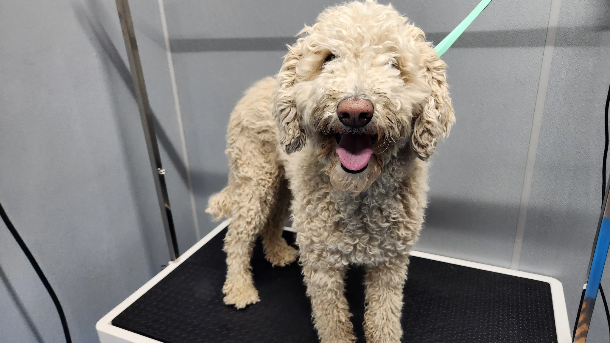 Messy before groom pup