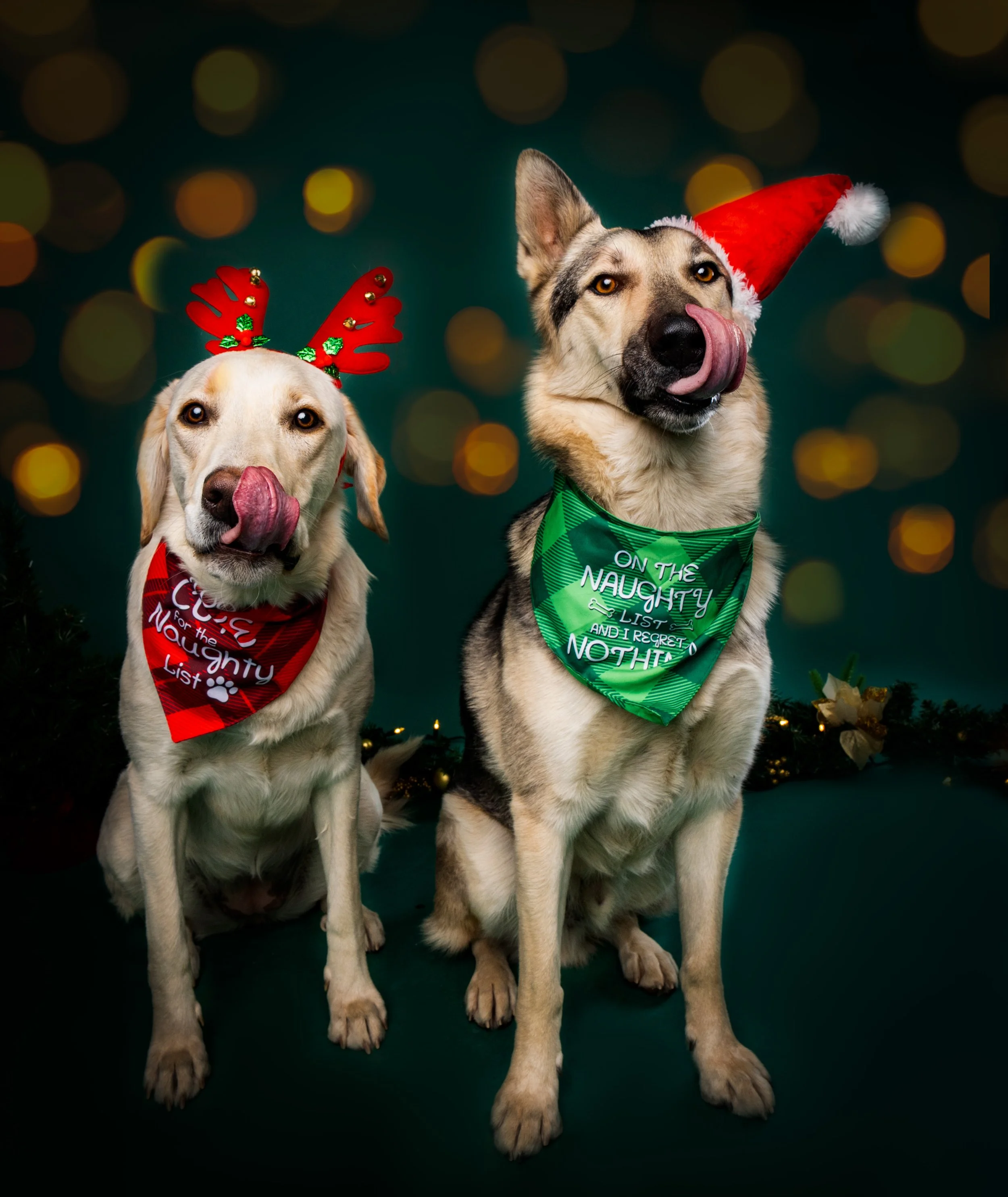 Two dogs dressed for Christmas