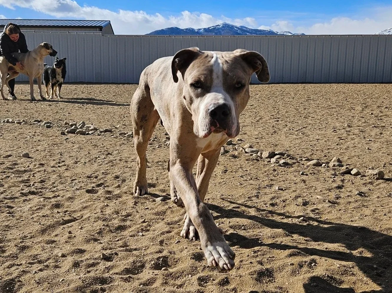 Foster dog walking towards the camera