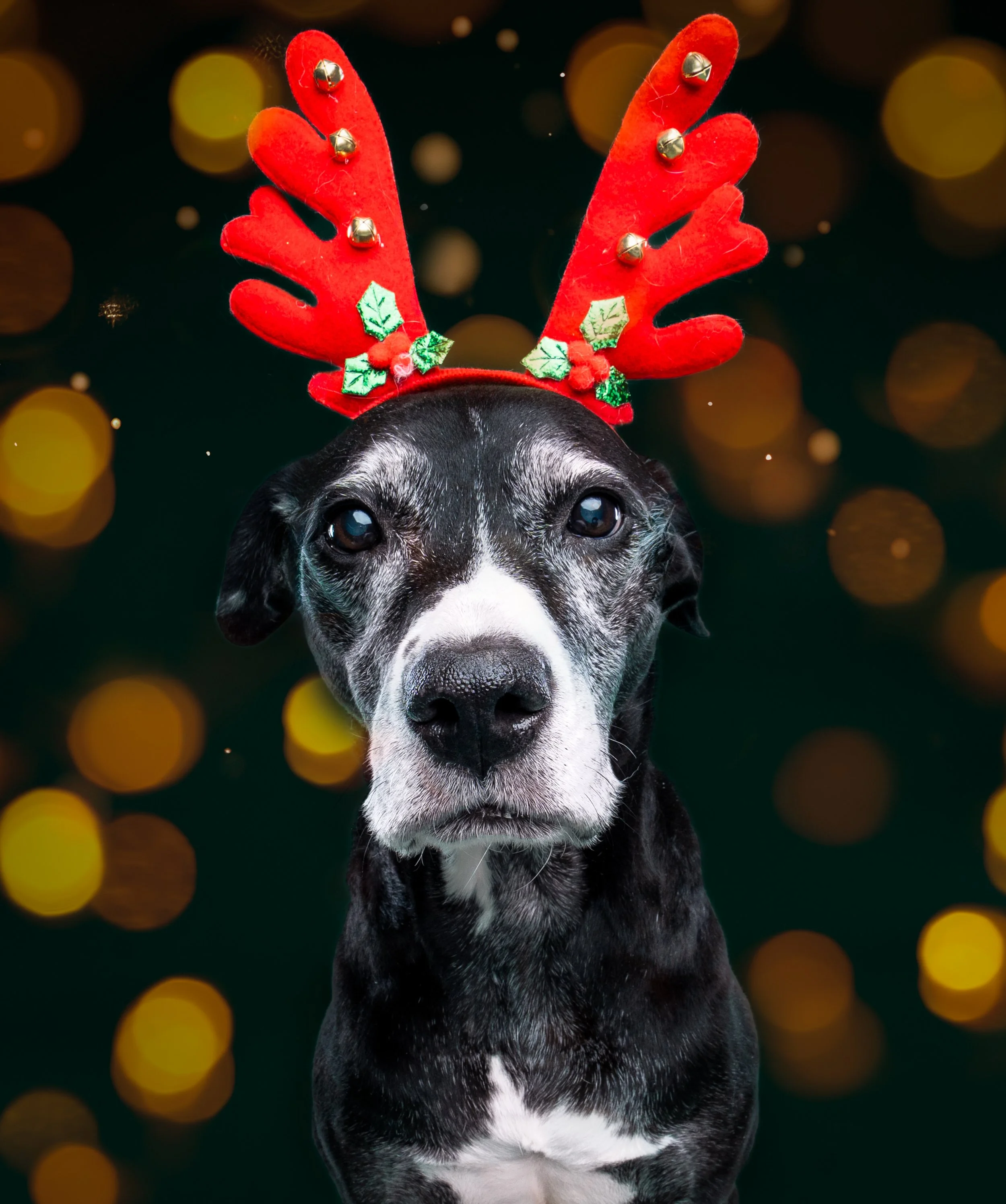 Knox dog dressed for Christmas