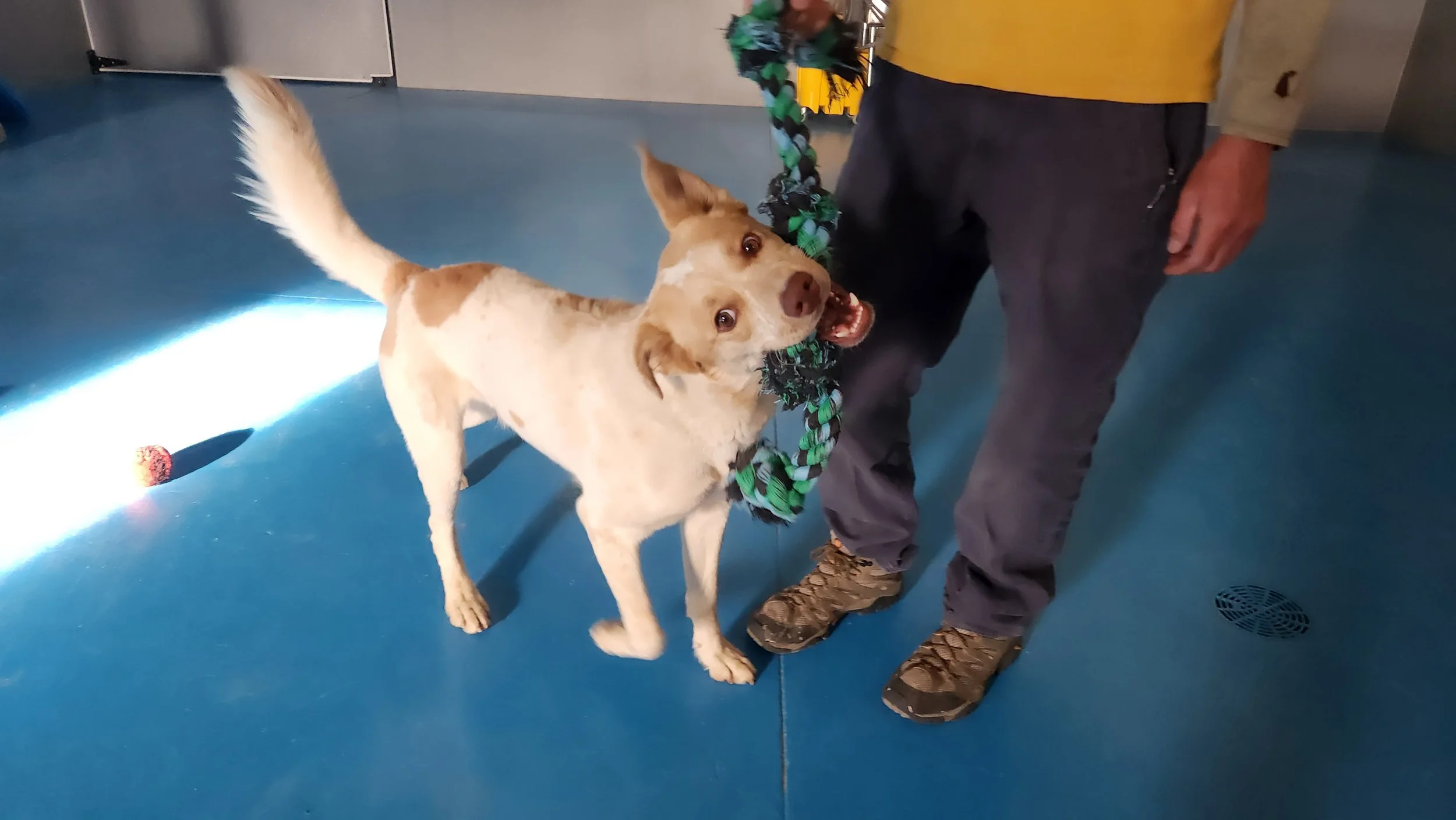 Dog playing with a human and rope tug toy