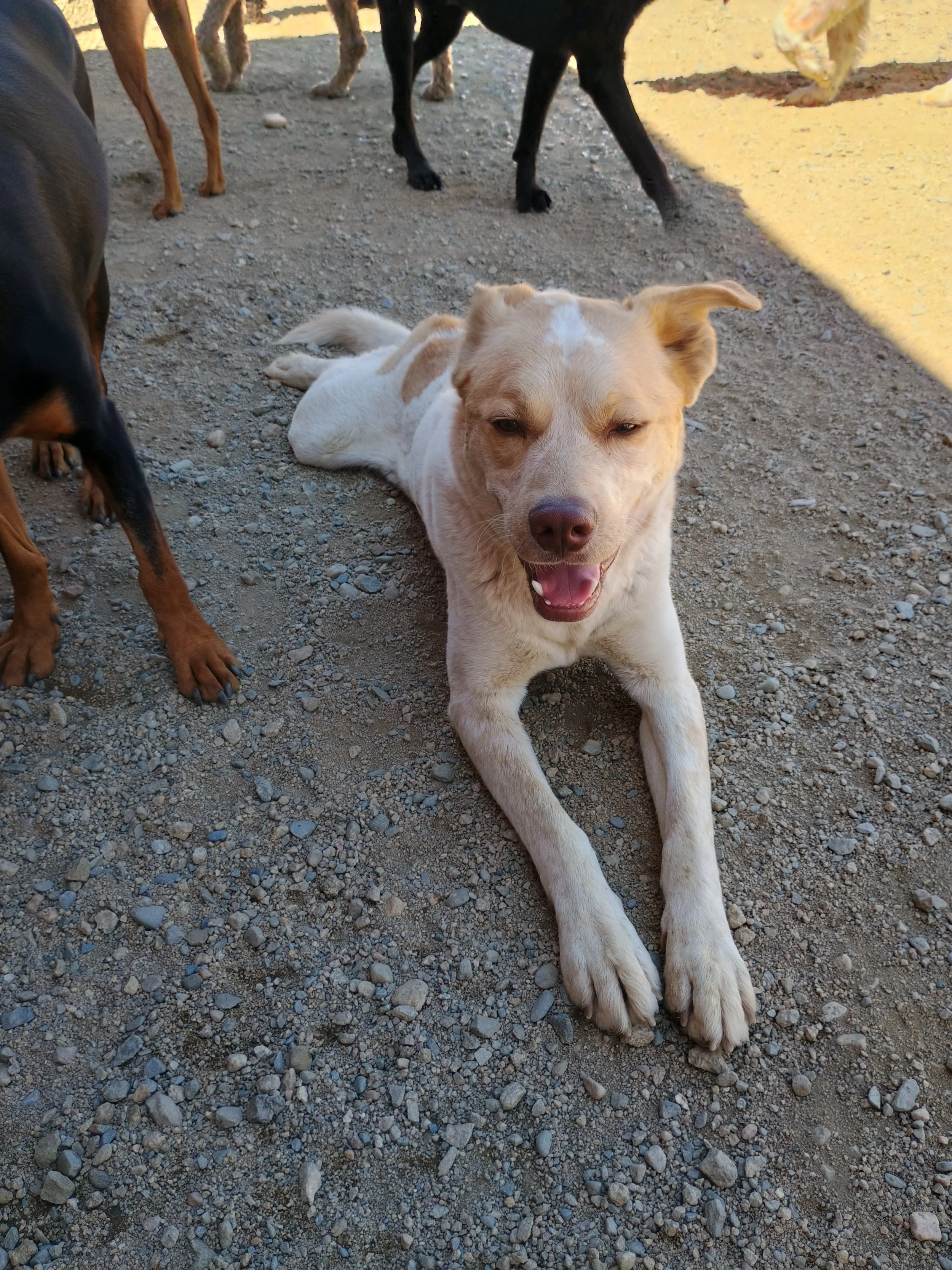 Dog laying in a group of dogs happy