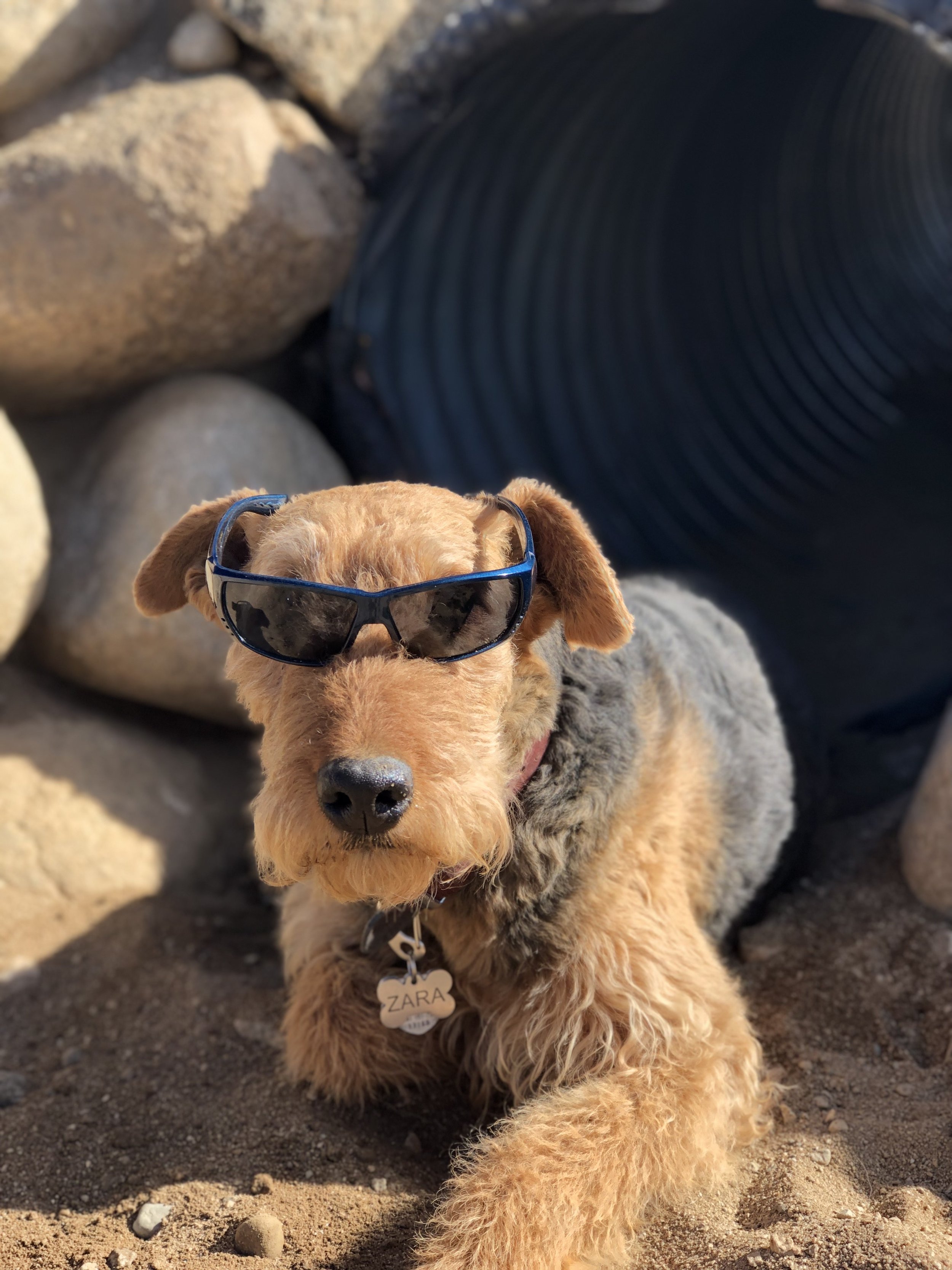 Dog chilling outside with sunglasses