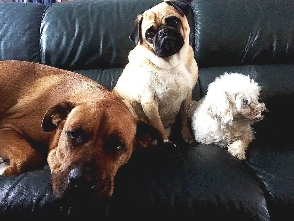 dogs on couch