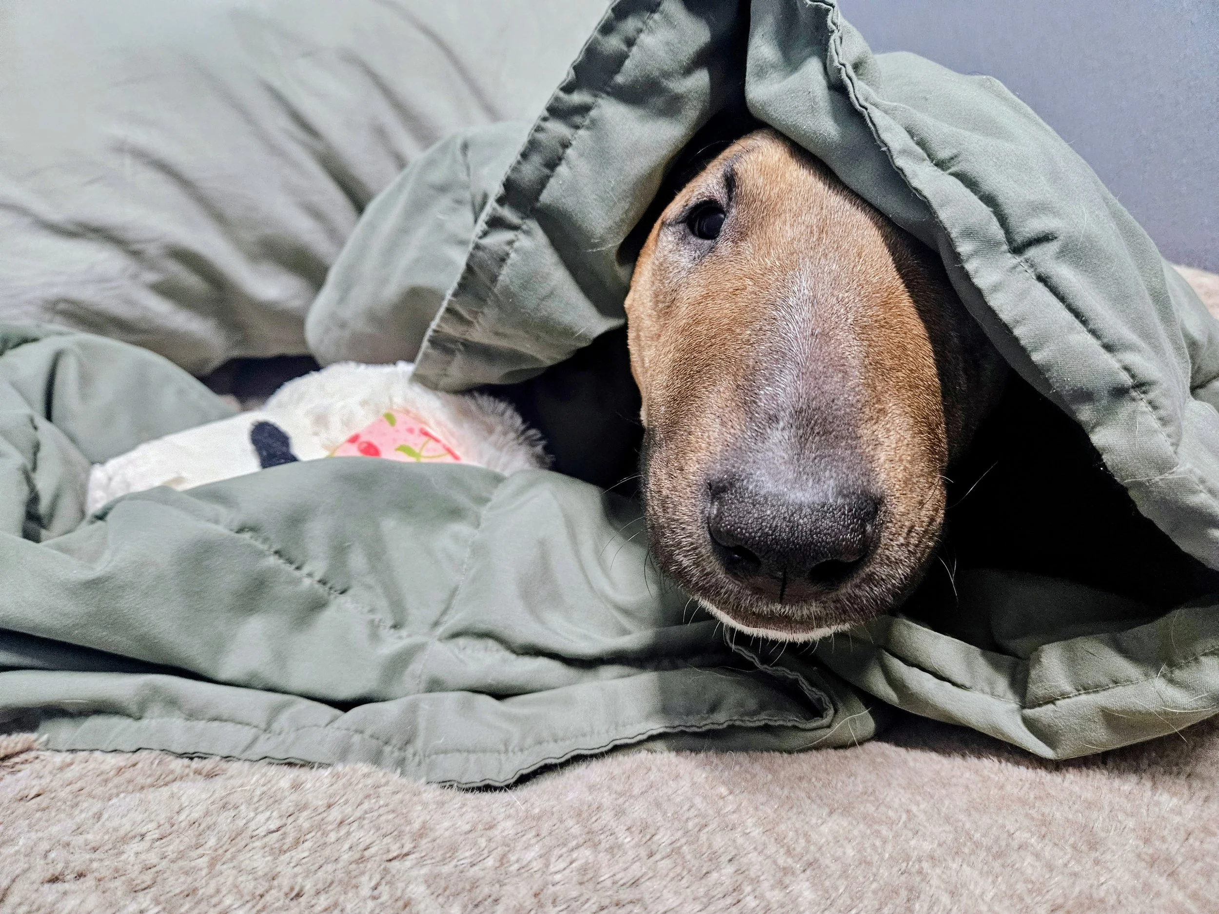 Snuggle bug pup in blankets