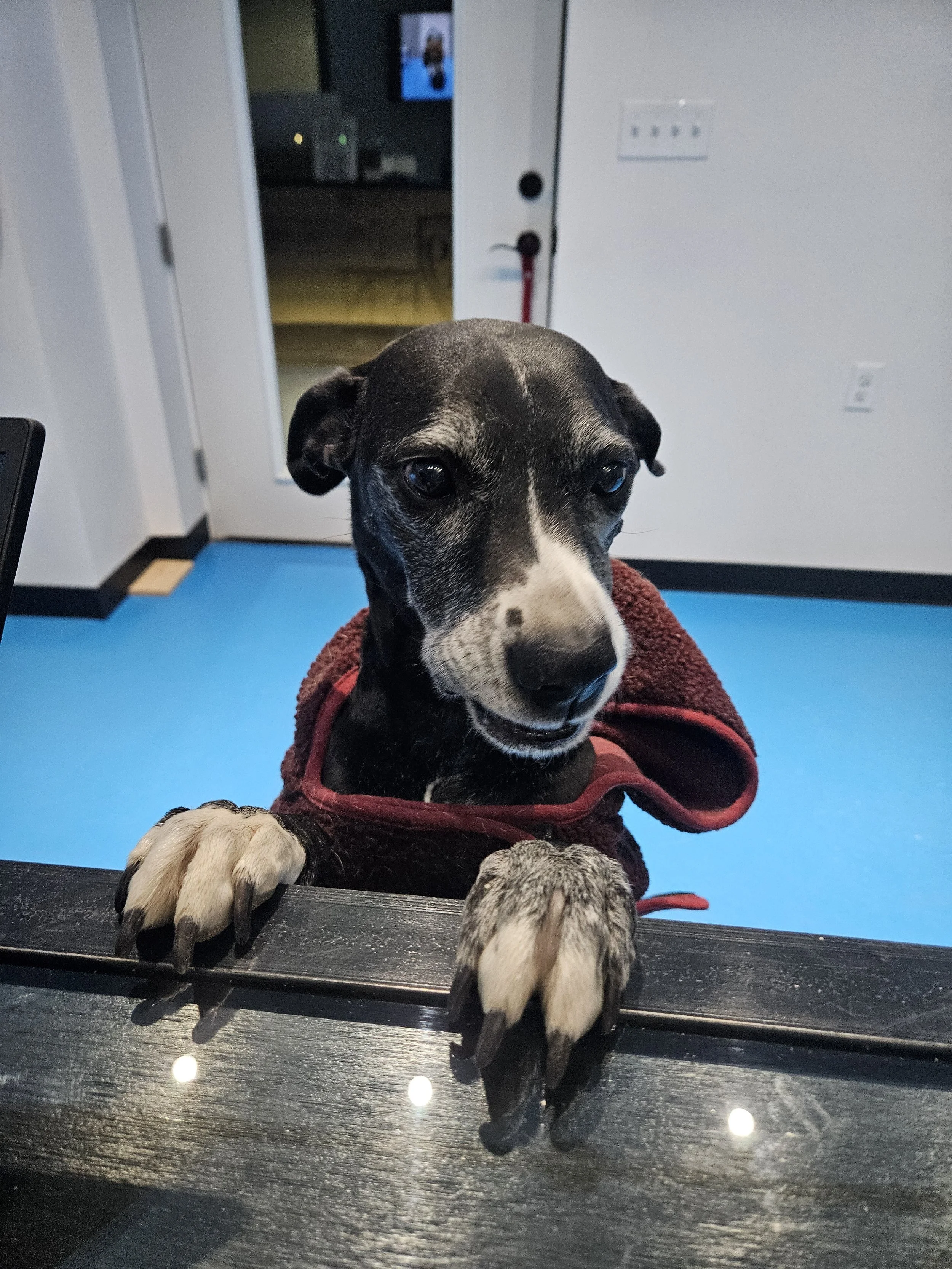 Dog on counter at check in desk