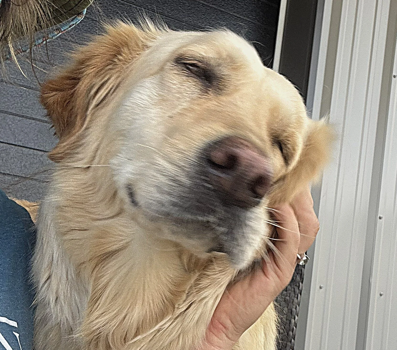 Dog getting snuggles