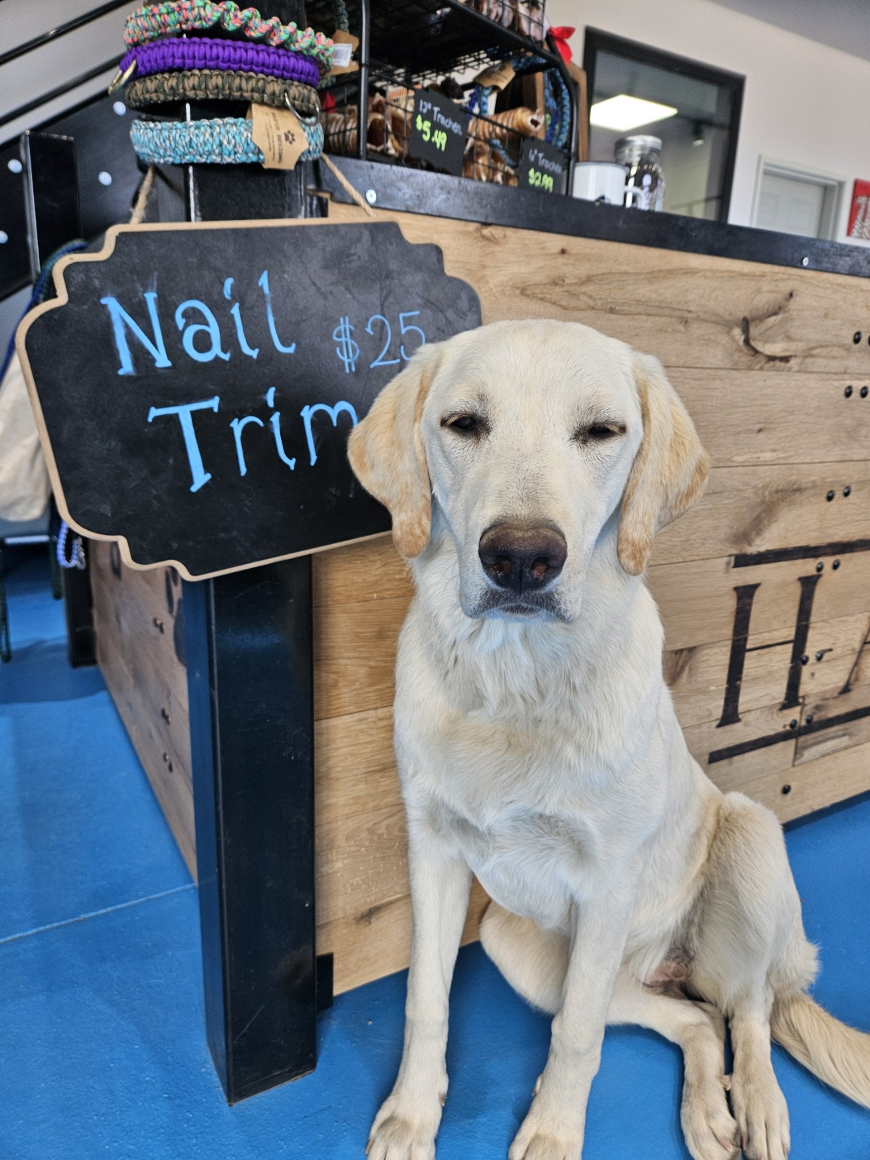 White dog sitting by Nail trim sign in lobby