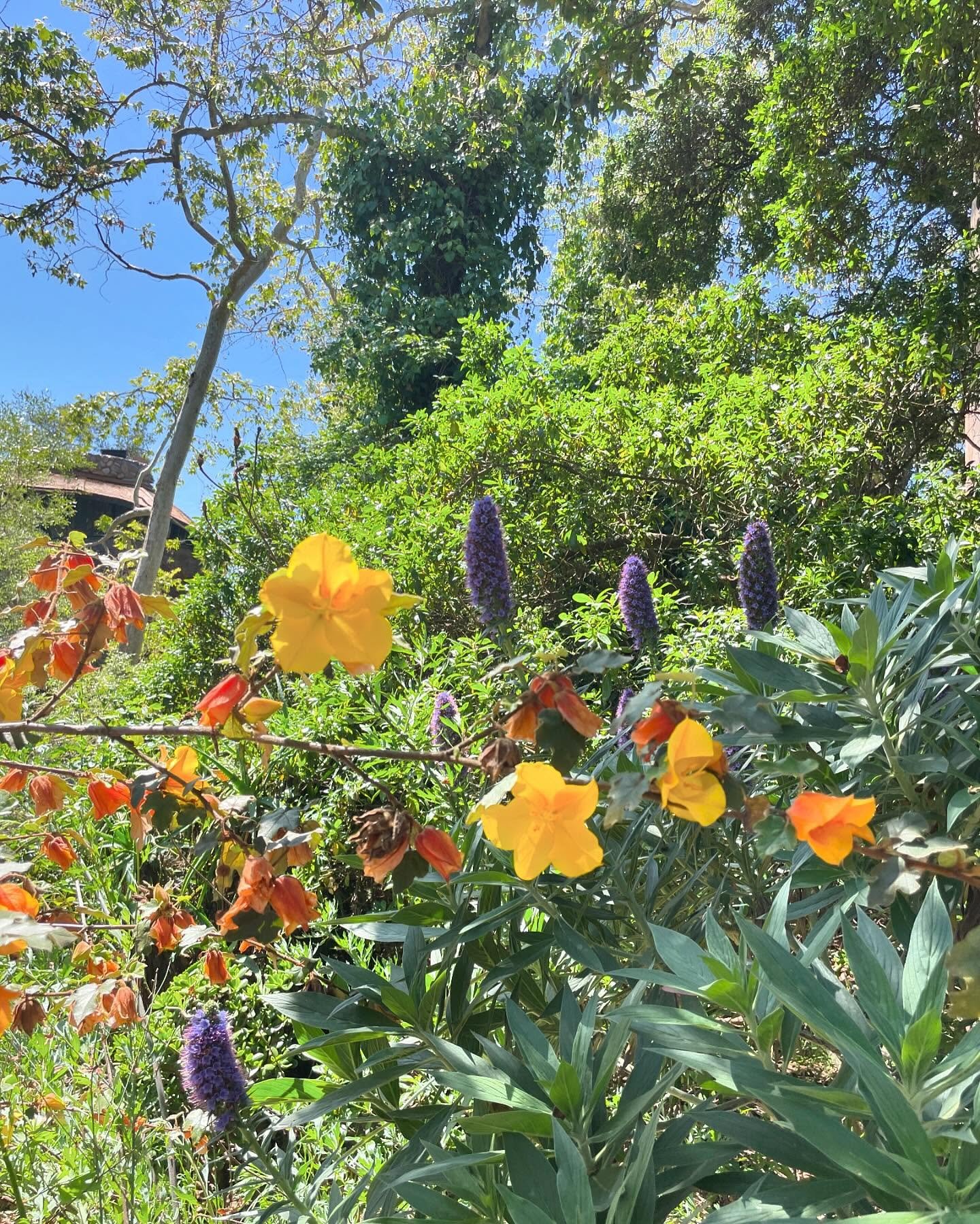 spring on the bridge to Whale House