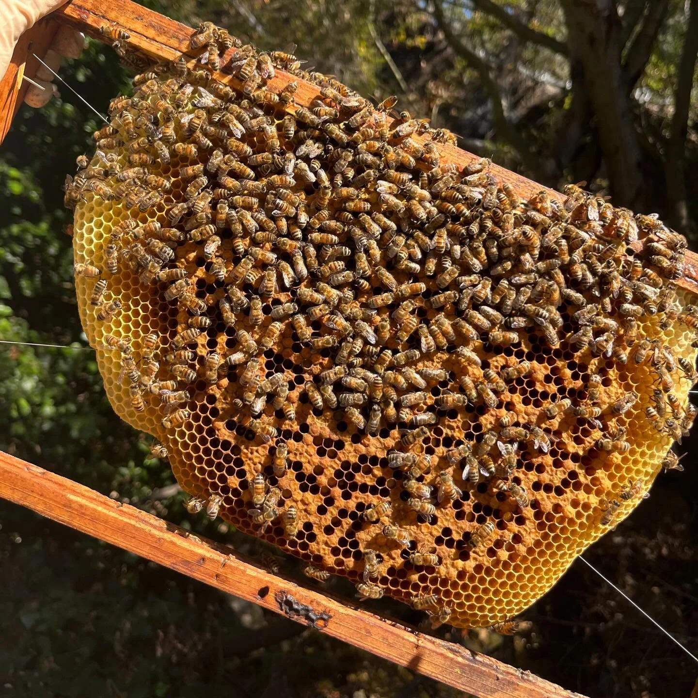 a little update from the whale house's bees. see the queen's red crown we gave her? fresh honey soon for our guests. thanks @superbeerescue