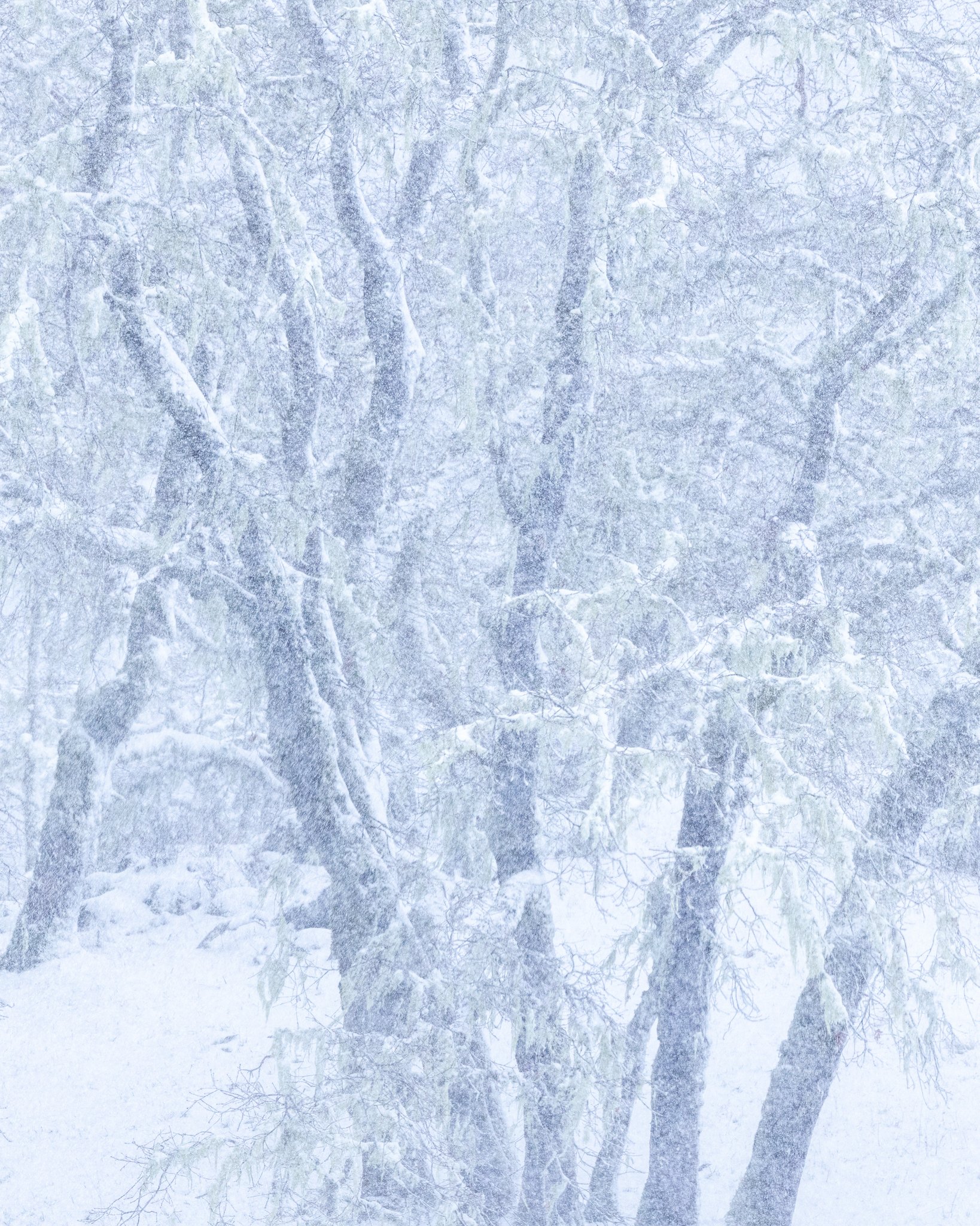 Black Oaks, Winter Storm