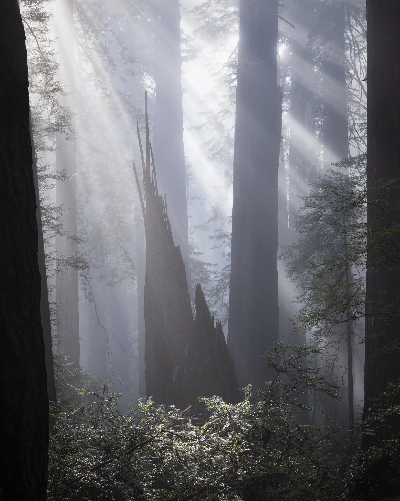 Deadfall