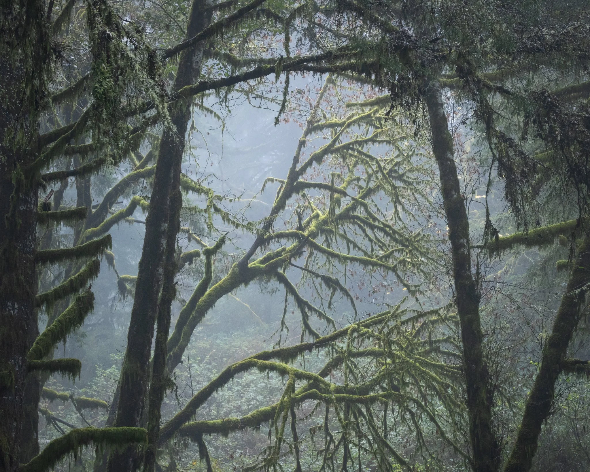 MIST MATTOLE WEB.jpg