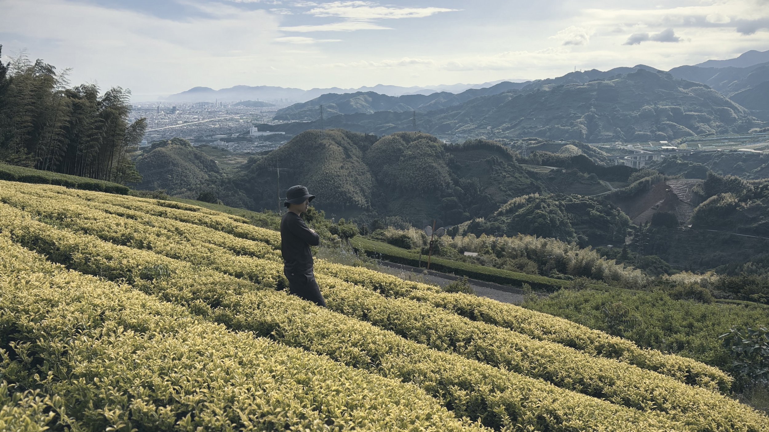 Person standing on a hillside surrounded by lush golden yamabuki tea plants with mountains and a city in the distance under a partly cloudy sky.