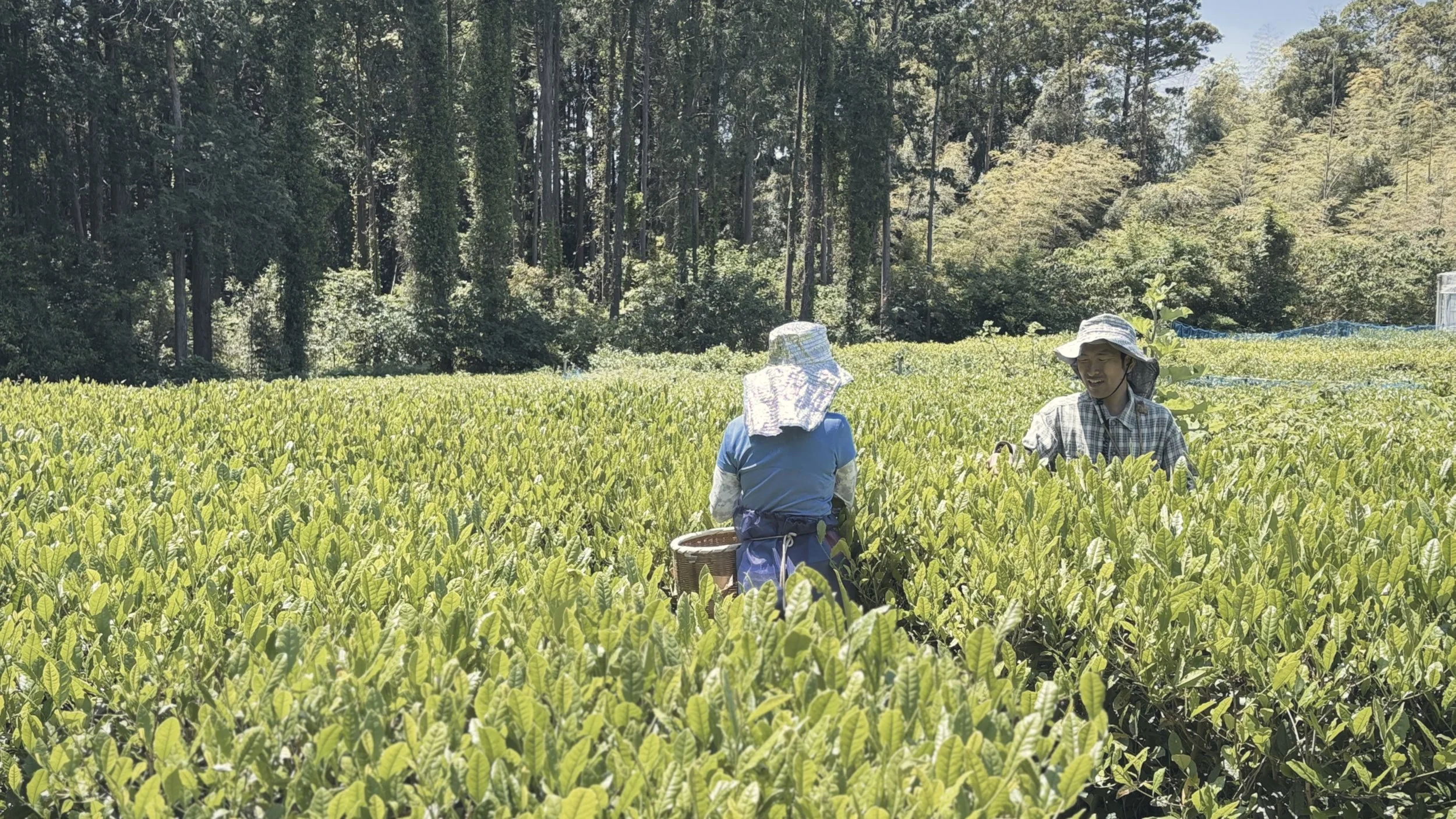 Two people harvesting tea leaves in a lush green organic tea garden surrounded by tall trees under a cloudy sky.